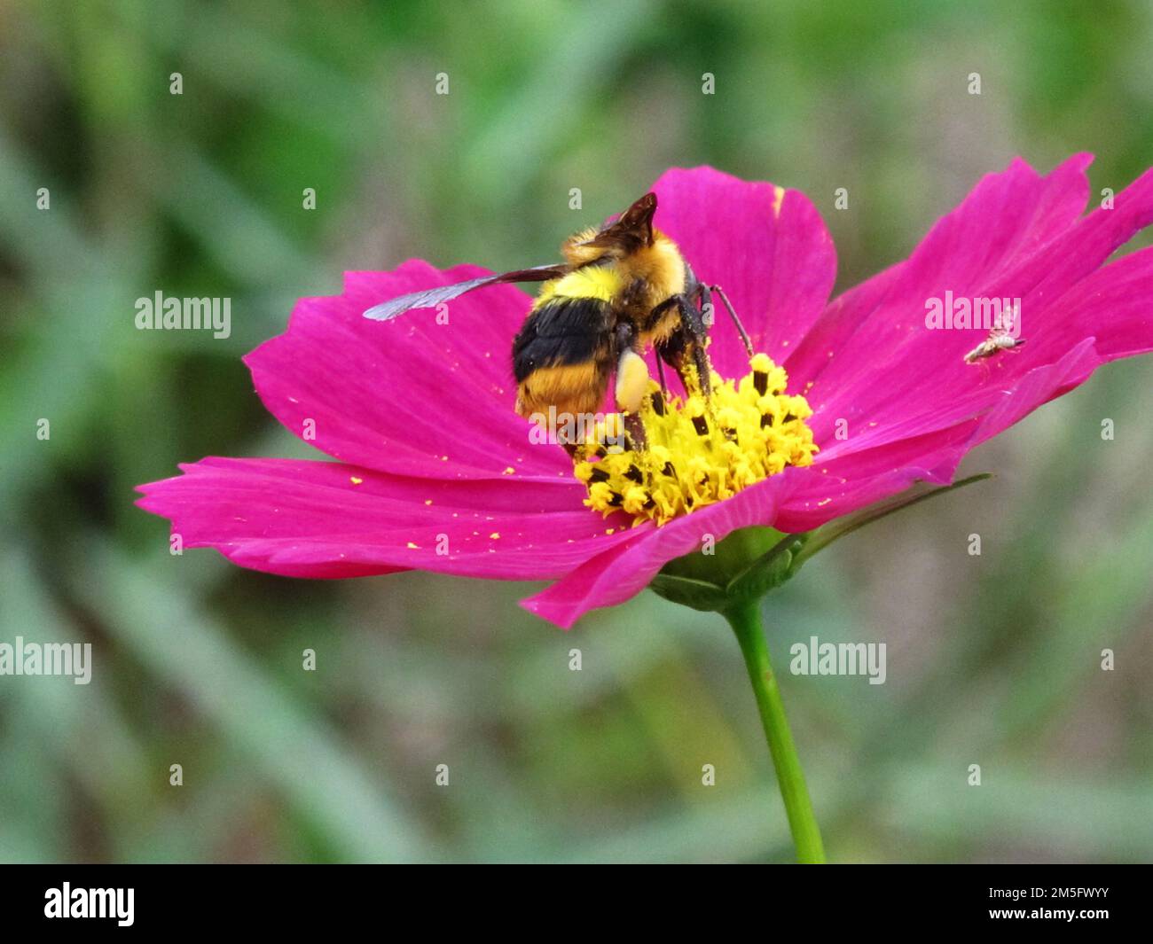 Bienen Insektenstangen und Nektar Süßwasser auf Blüten Flora Blüte und grüne Blattpflanze im Gartenpark tropische Frische auf dem Berg Mon Jam Stockfoto