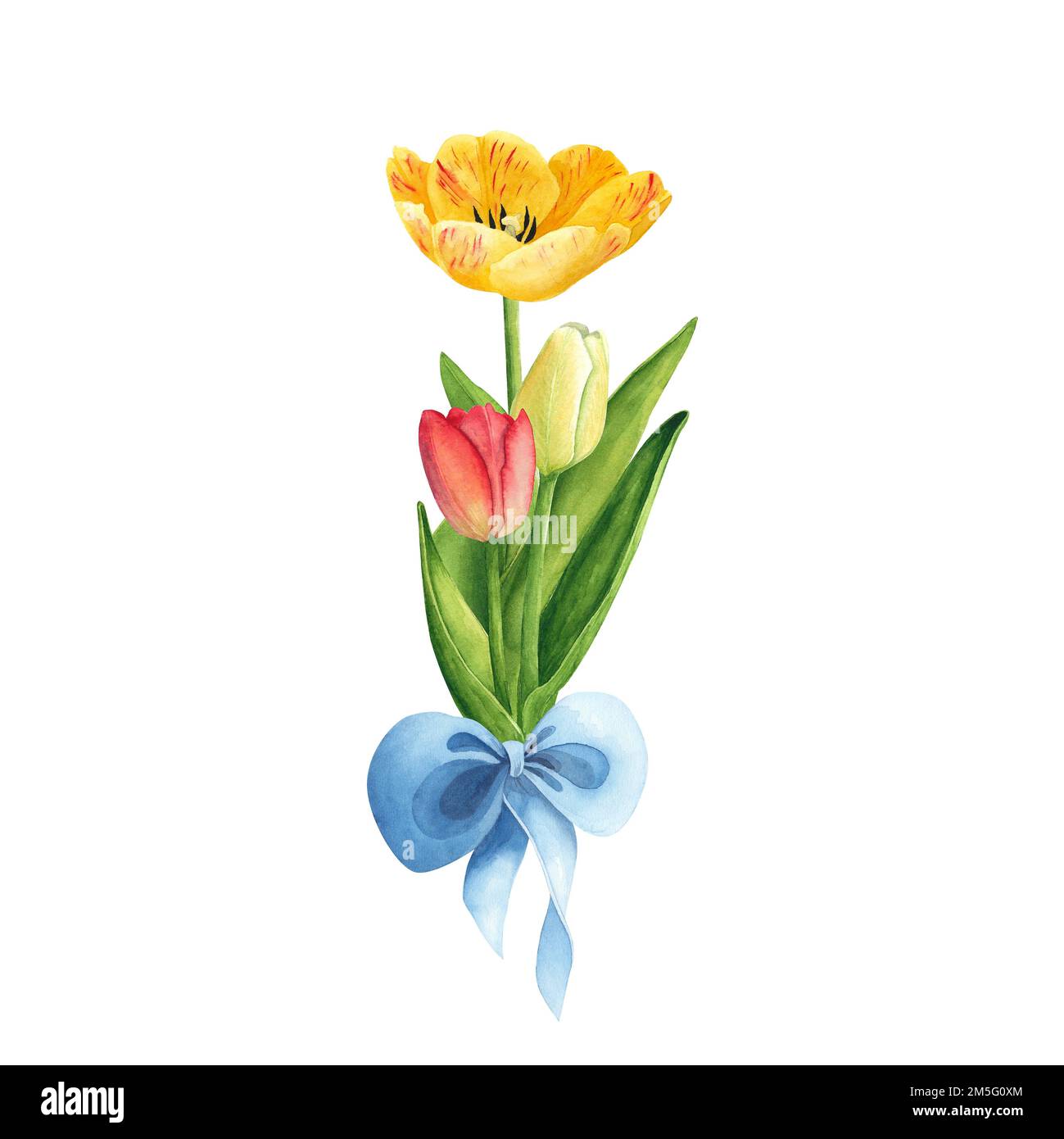 Tulpen in gelben und roten Farben mit blauer Schleife auf weißem Hintergrund. Aquarell-Handzeichnung. Kunst zur Dekoration und Gestaltung von Druckerzeugnissen Stockfoto