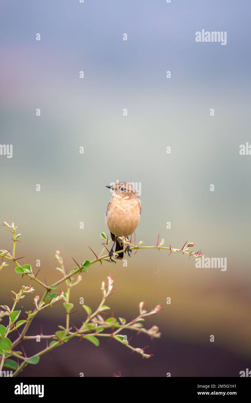 Weibliches sibirisches Stonechat oder asiatisches Stonechat (Saxicola maurus), satara maharashtra indien Stockfoto