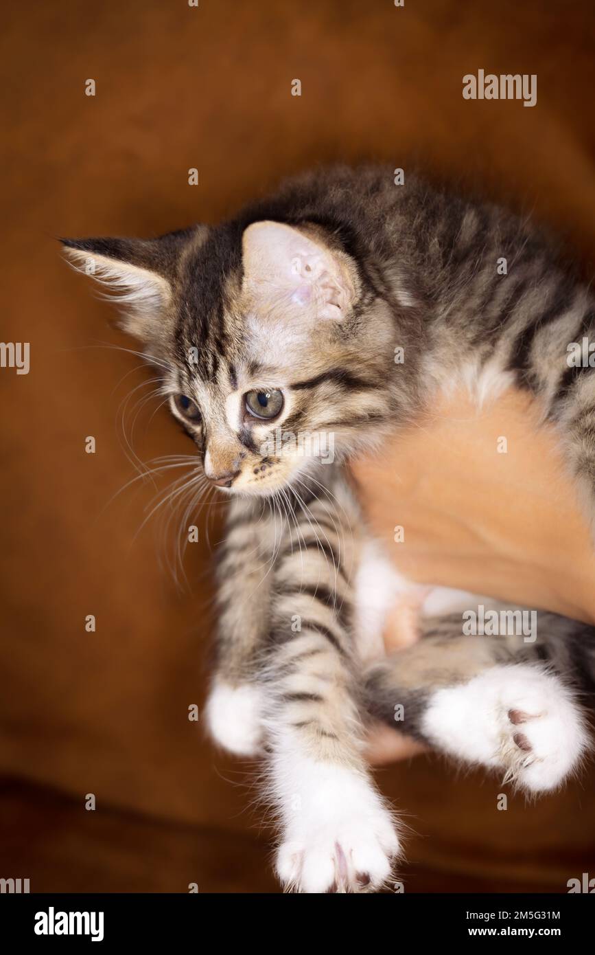 Süßes kleines Kätzchen, das auf der Handfläche einer Frau sitzt. Isoliert auf dunklem Hintergrund. Neugeborene Katze an weiblicher Hand. Ein Kätzchen auf einer Handfläche. Sehr litt Stockfoto