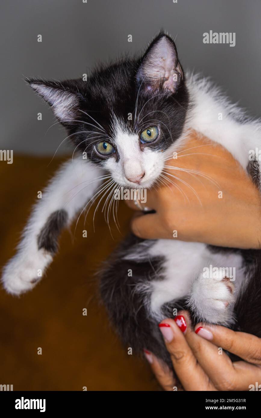 Süßes kleines Kätzchen, das auf der Handfläche einer Frau sitzt. Isoliert auf dunklem Hintergrund. Neugeborene Katze an weiblicher Hand. Ein Kätzchen auf einer Handfläche. Sehr litt Stockfoto