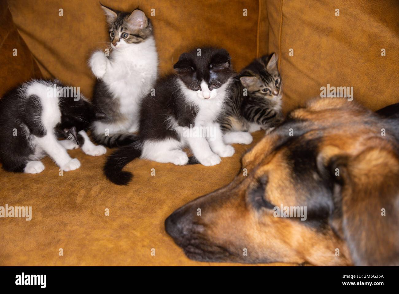 Kleines Kätzchen, das einen Hund ärgert. Katze und Hund harmonisch Seite an Seite, Kittenschutz über alle Arten hinweg. Tierpflege. Liebe und Freundschaft. Inland Stockfoto