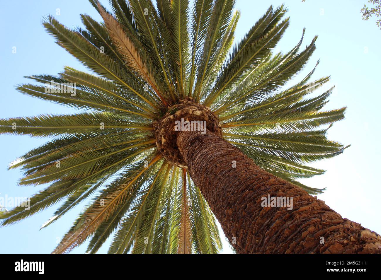 Palmenbaum in San Juan Capistrano Stockfoto