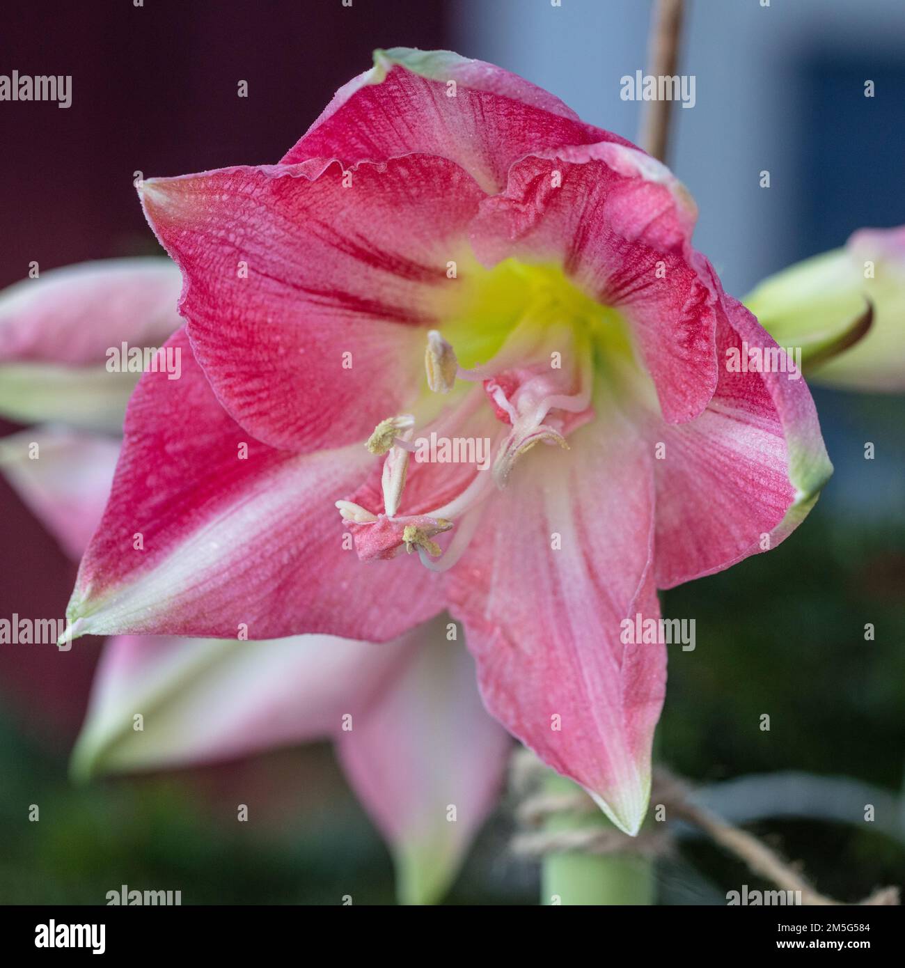 „Rozetta“ Hippeastrum, Amaryllis (Hippeastrum x hortorum) Stockfoto