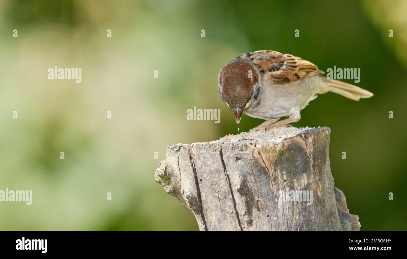 Sperling. Sperlinge sind eine Familie kleiner Singvögel, Passeridae. Sie sind auch als wahre Spatzen oder Spatzen der Alten Welt bekannt, für die auch Namen verwendet werden Stockfoto