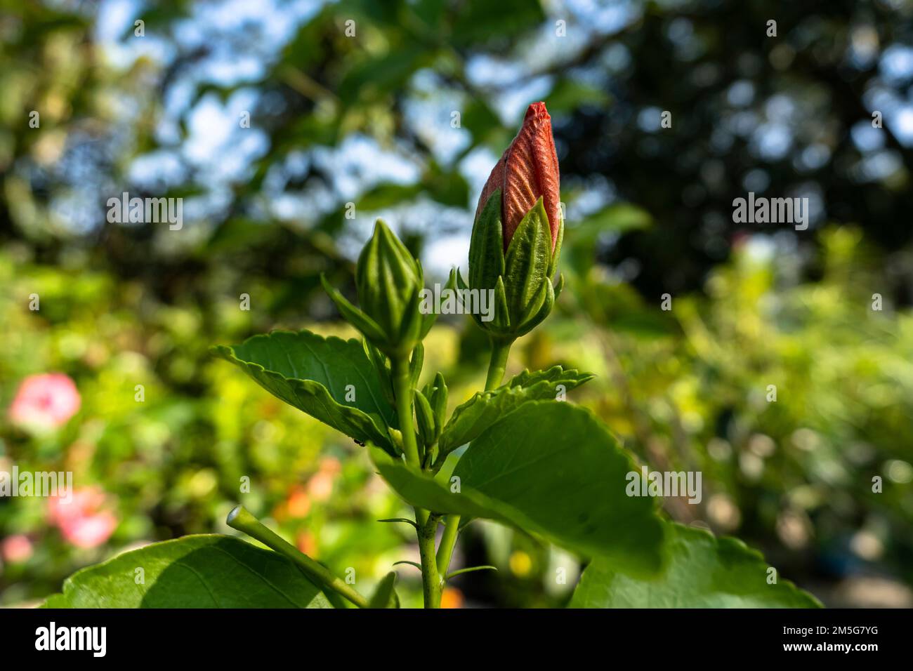 „hibiscus“ wunderschöne junge rote Hibiskusblüten, verschwommener Hintergrund der Blätter Stockfoto