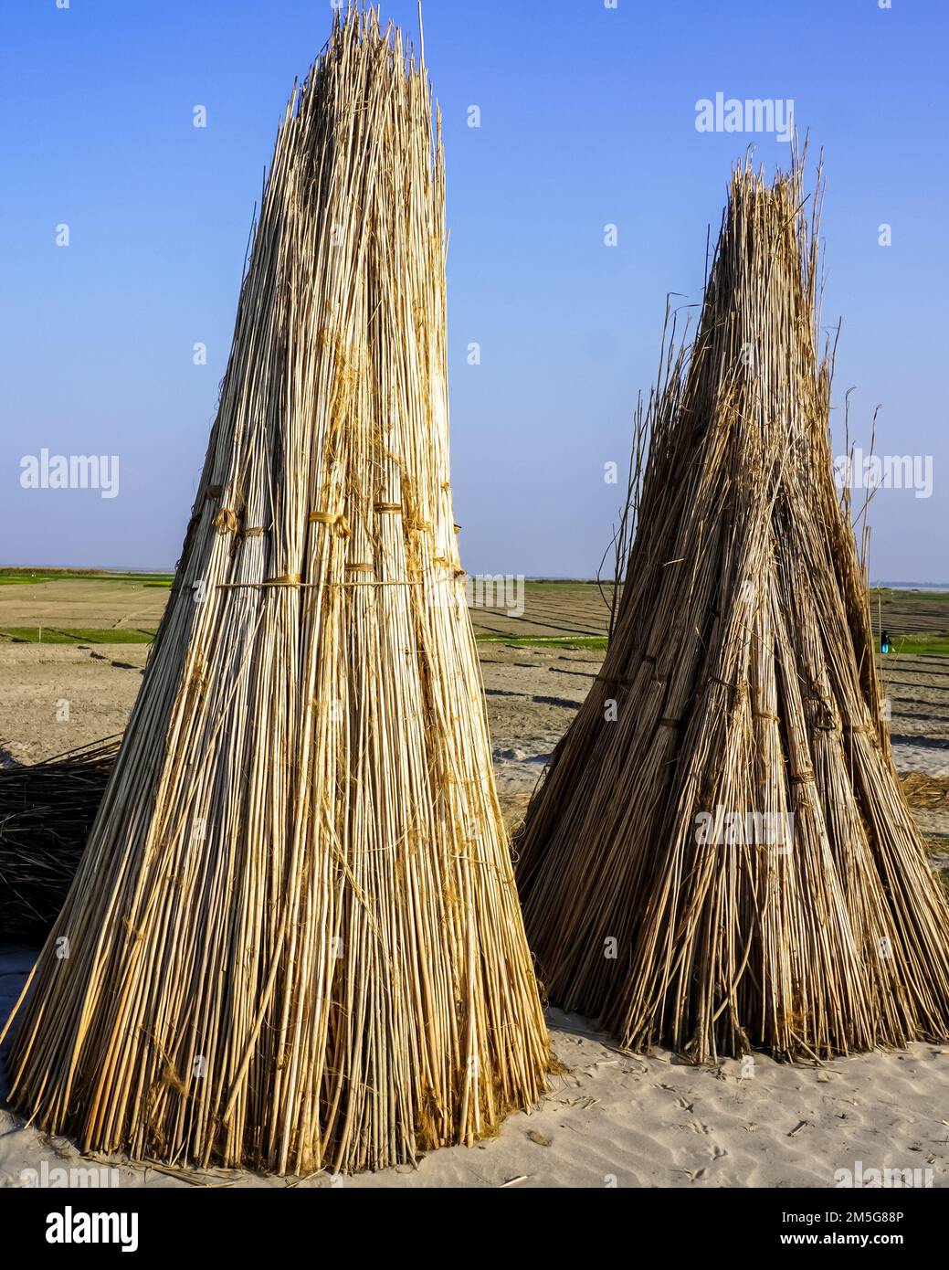 Ein Schuss Jutestangen, die zum Trocknen in der Sonne gelegt wurden. Juteanbau in Bangladesch, Bild: Trockener Jutestamm. Stockfoto
