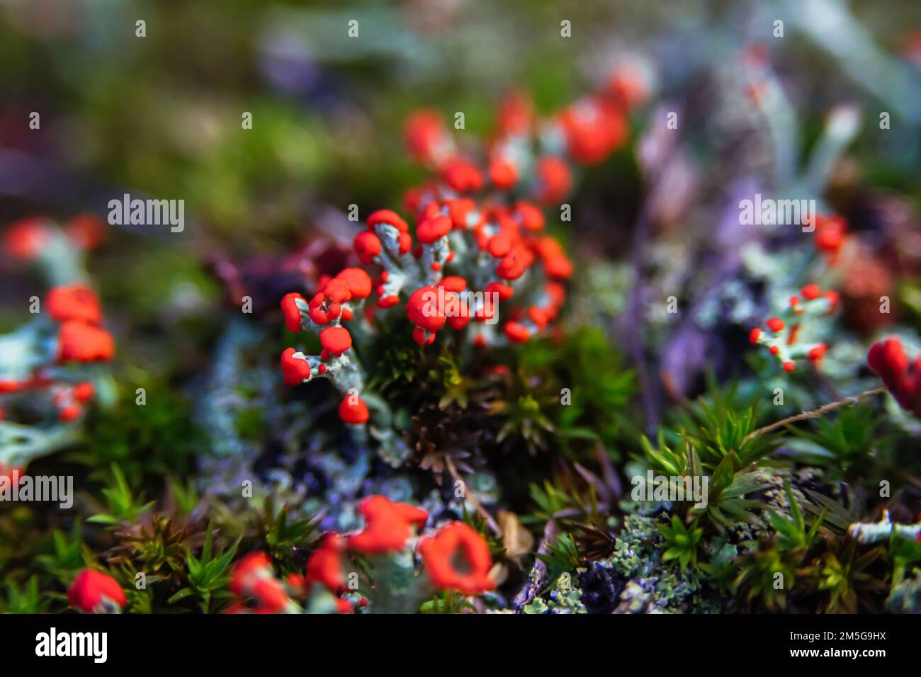 Ein selektiver Schwerpunkt der britischen Soldatenpokalen Lichen-Pflanze (Cladonia cristatella) Stockfoto