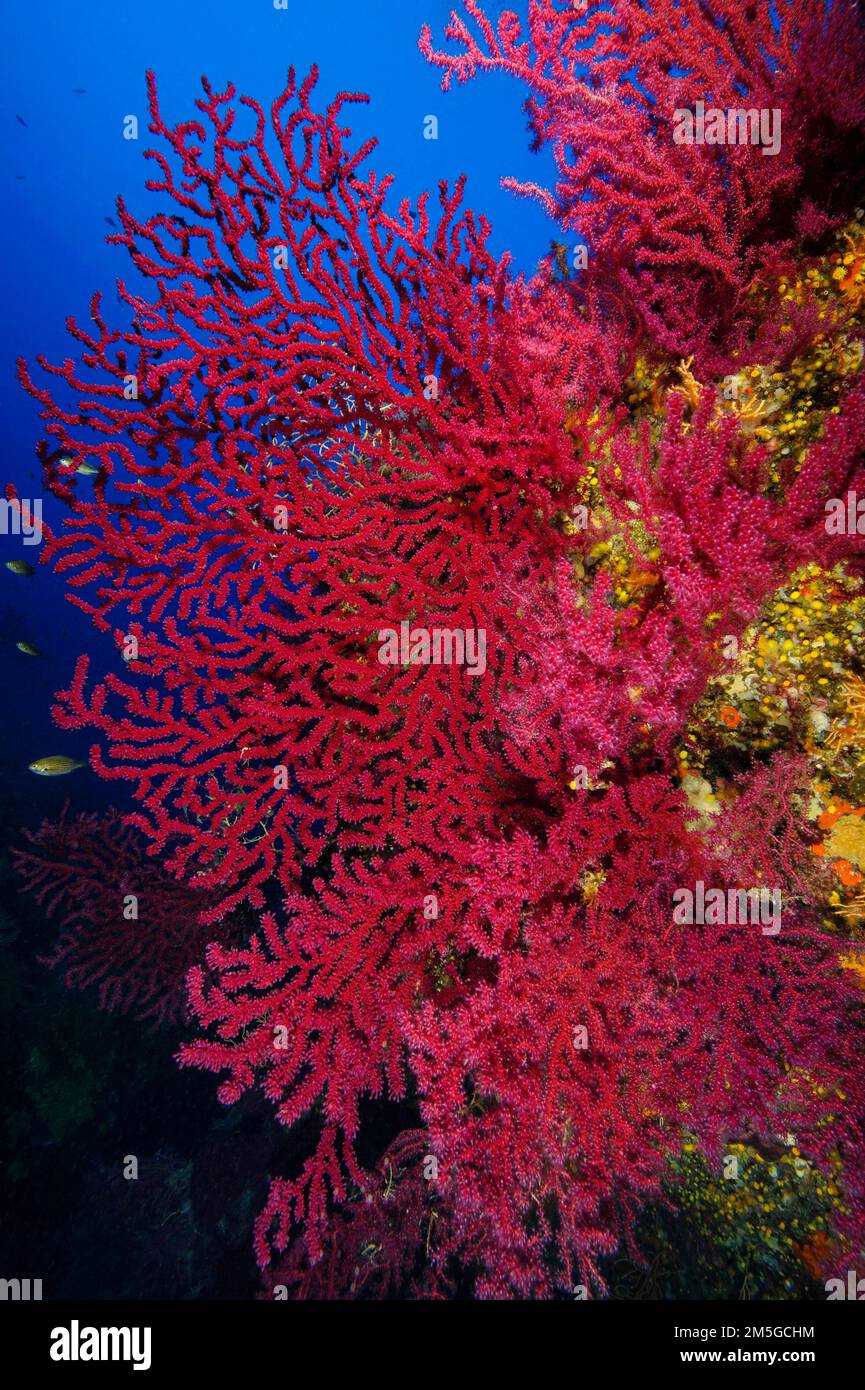 Großer Fan von roter violetter Seepeitsche (Paramuricea clavata), mediterrane Fankorallen mit ausgestreckten Korallenpolypen, die Plankton von der Strömung filtern Stockfoto
