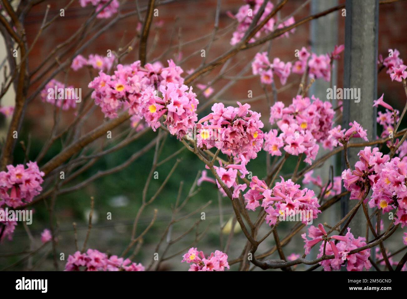 Rosa Trompetenbaum (Tabebuia rosea) in Blüte : (Pix Sanjiv Shukla) Stockfoto