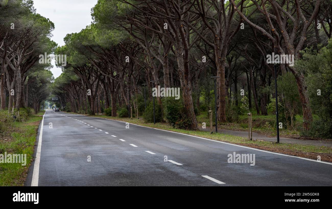Pine Avenue, Parco Regionale della Maremma, nahe Grossetto, Toskana, Italien Stockfoto