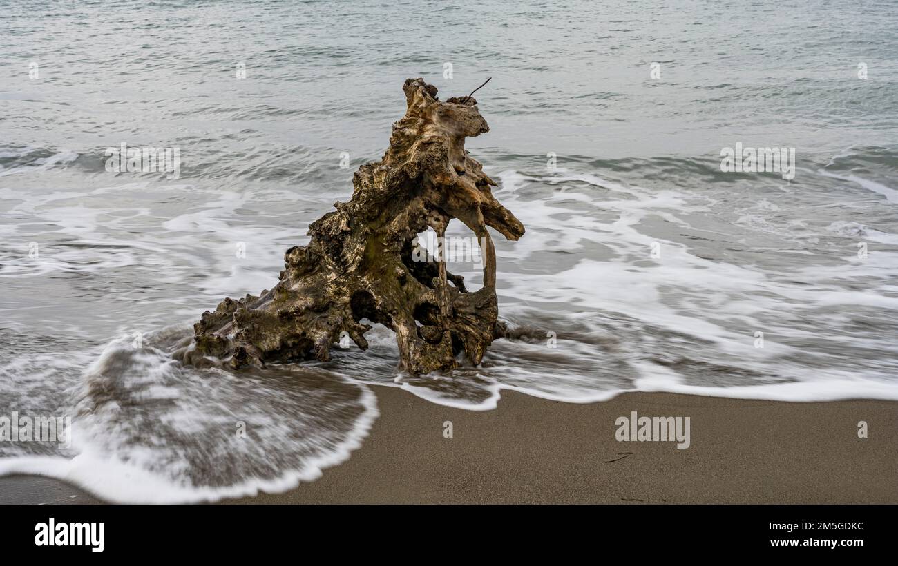 Treibholz am natürlichen Strand nahe Albarese, Parco Regionale della Maremma, nahe Grossetto, Toskana, Italien Stockfoto