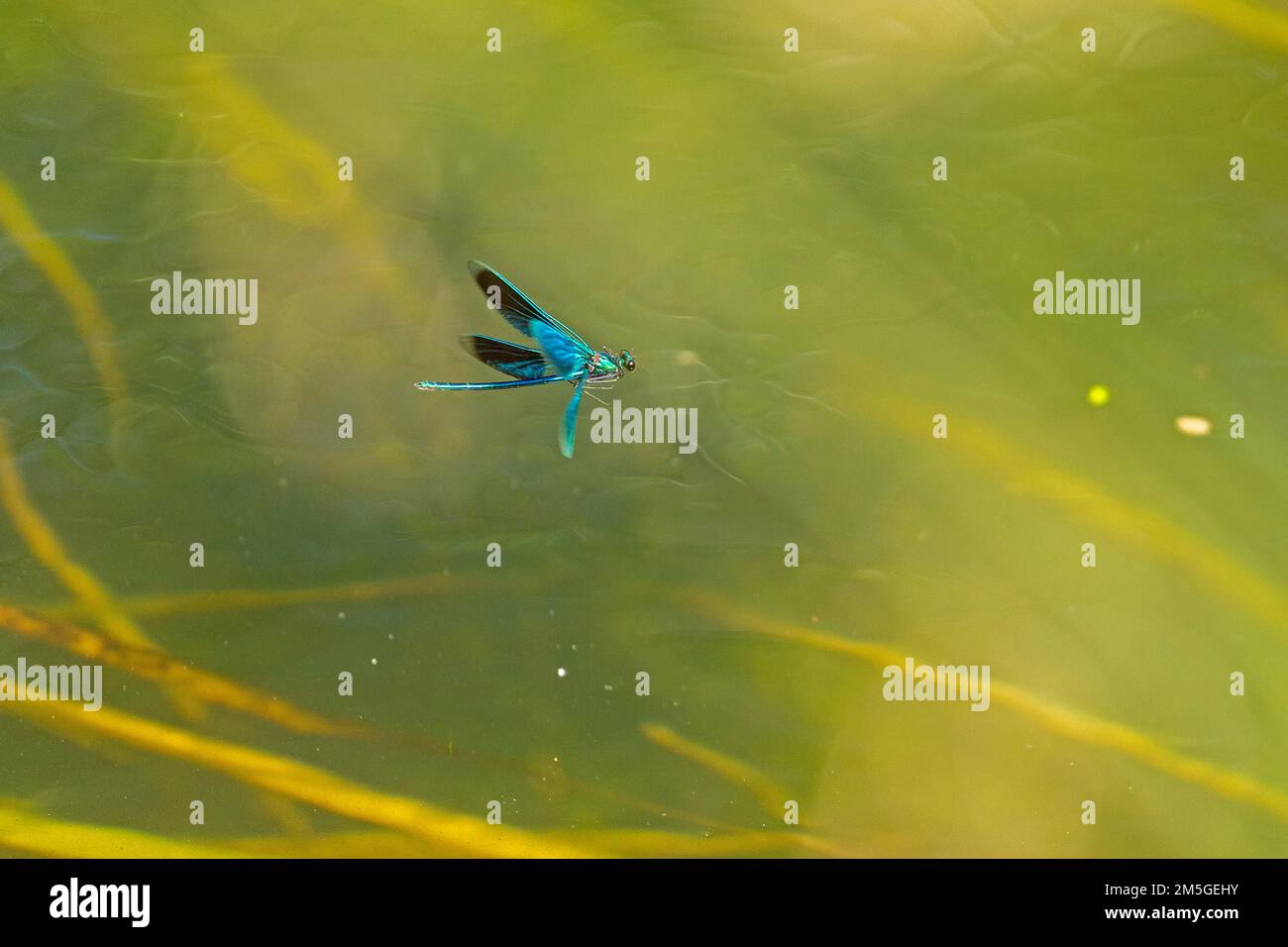 Libelle im Flug, Banded demoiselle (Calopteryx splendens), Garstedt, Niedersachsen, Deutschland Stockfoto