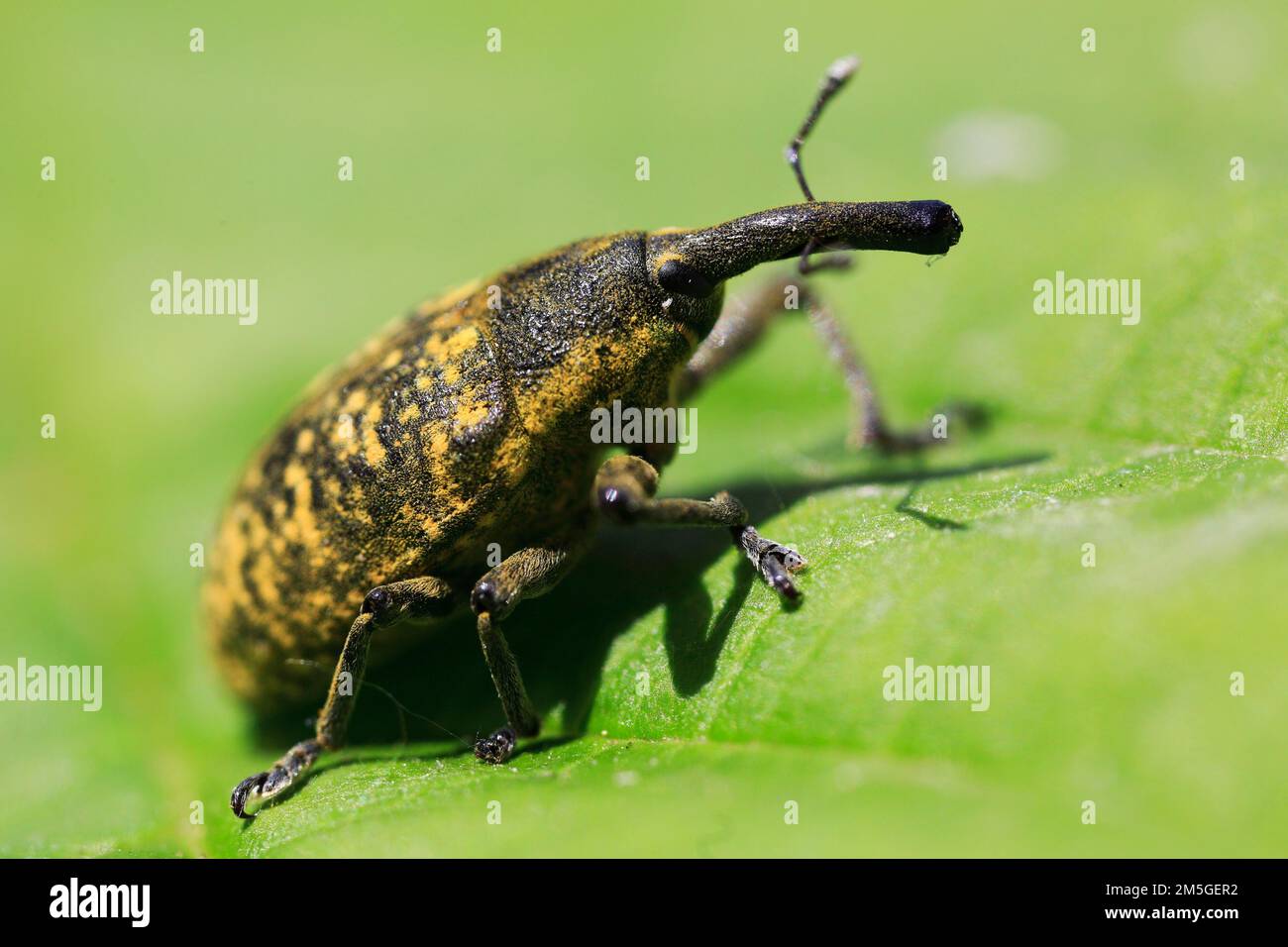 Thistle Weevil (Larinus turbinatus), Käfer mit lustiger langer Nase, auf Blatt, Makro, Isental, Bayern, Deutschland Stockfoto