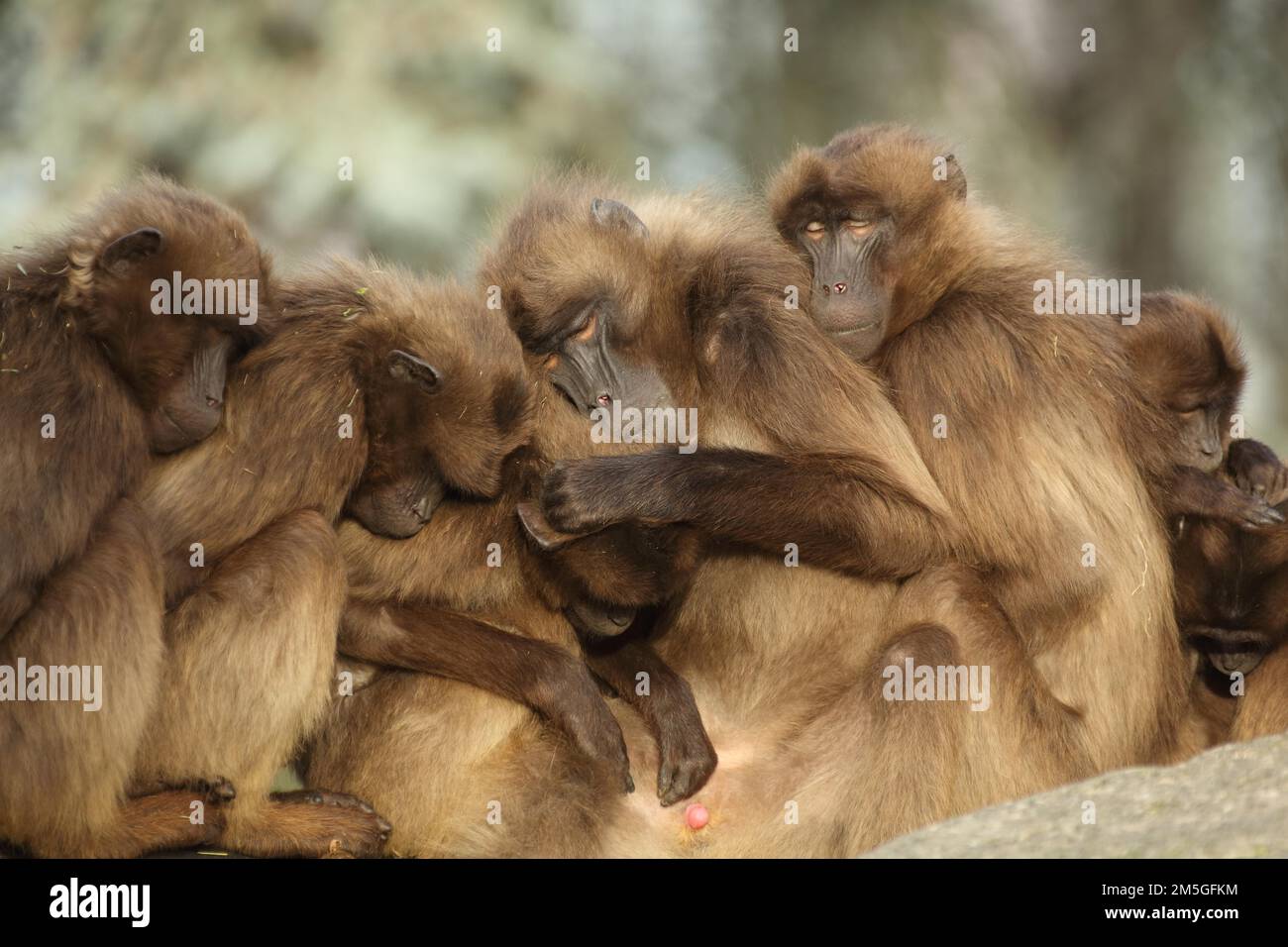 Gruppe Gelada Pavian (Theropithecus gelada) zusammen während des Schlafes, schlafend, entspannend, gefangen Stockfoto