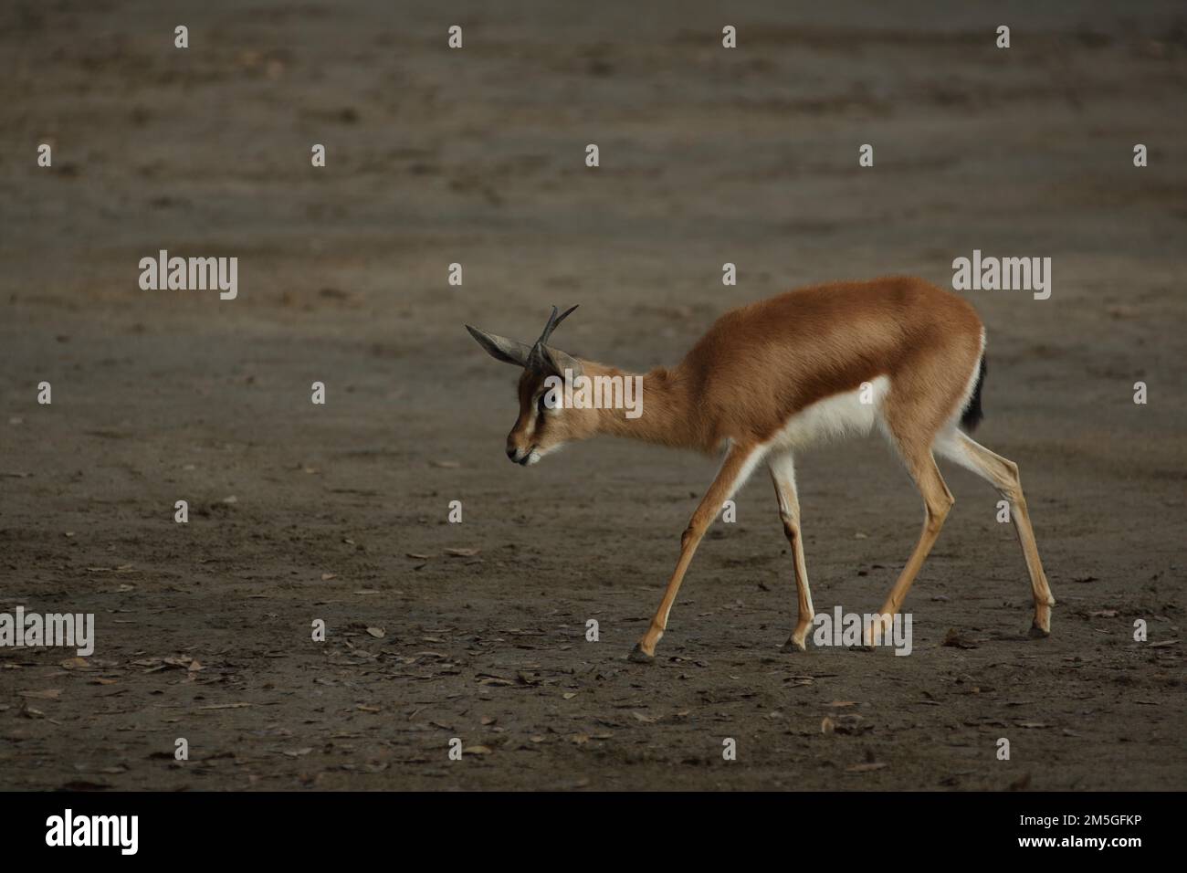 Dorcas-Gazelle (Gazella dorcas), in Gefangenschaft Stockfoto