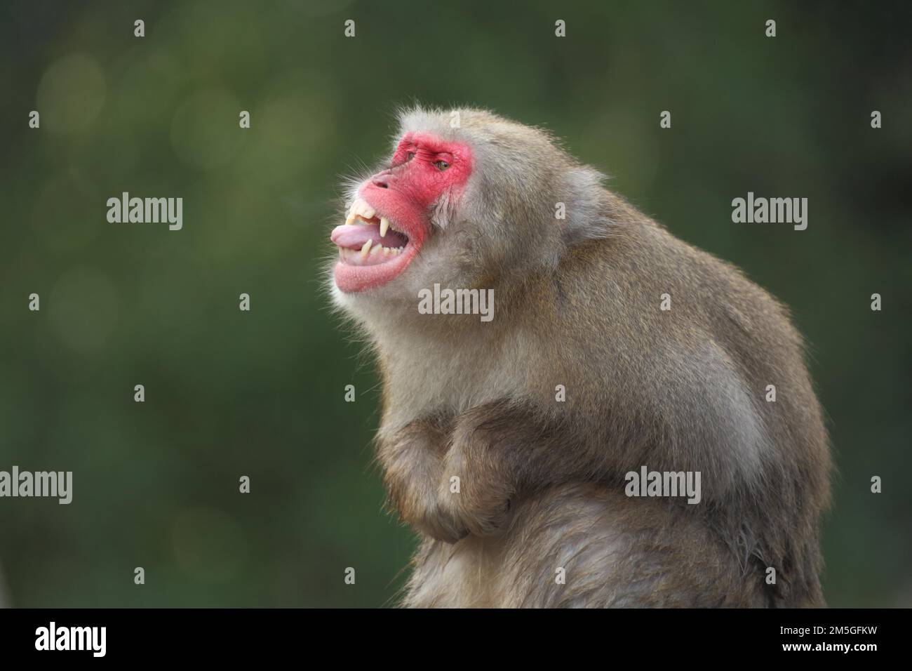 Japanische Makaken (Macaca fuscata) mit offenem Mund und ausgestreckter Zunge, Gesten, gefangen Stockfoto