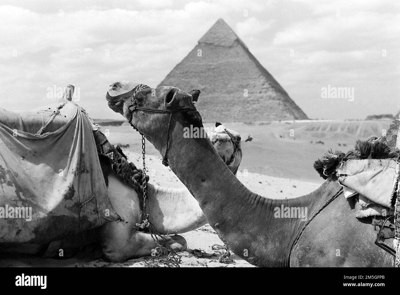 Blick auf die großen Pyramiden auf dem Gizeh-Plateau in der Nähe von Kairo, Ägypten. Stockfoto
