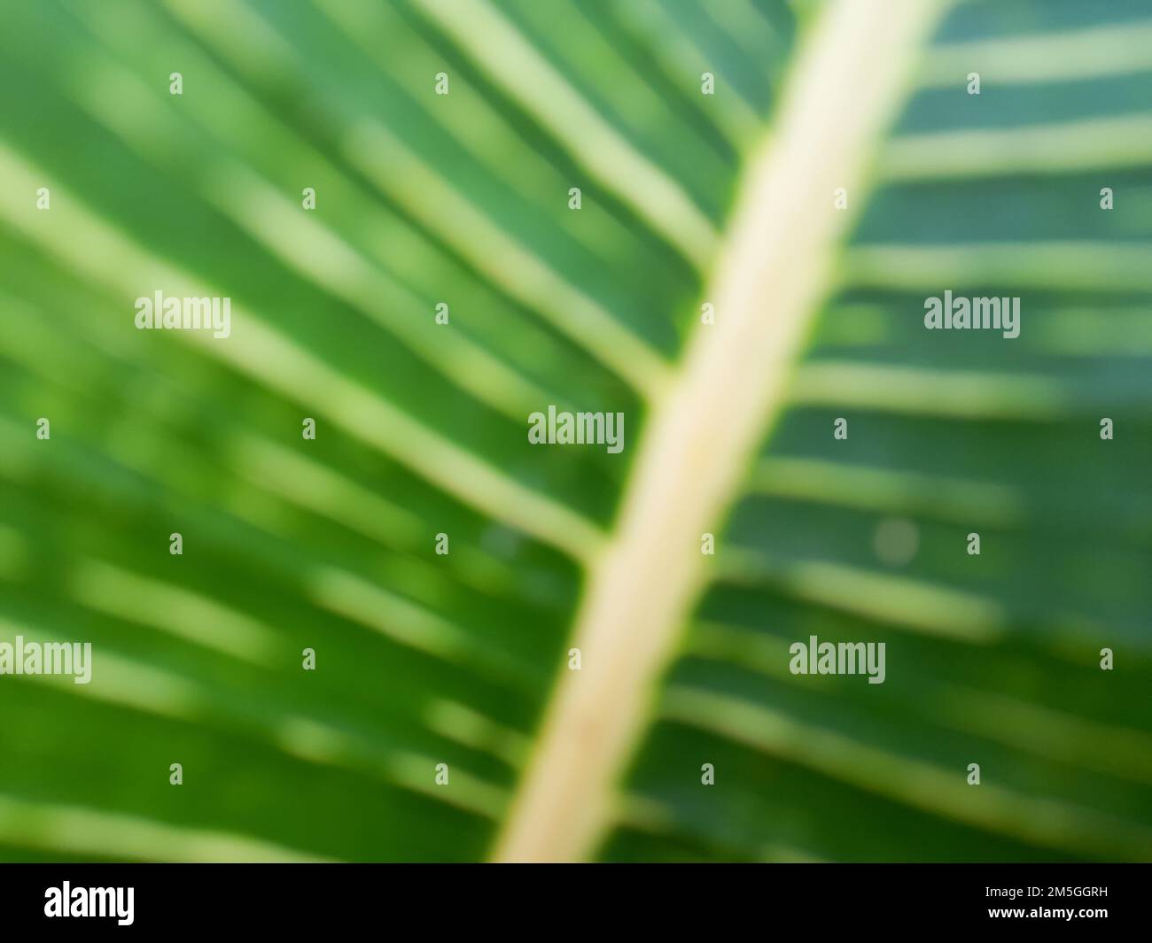 Schließen. Verwischen Sie Fotos oder Unschärfe-Effekte auf abstraktem Hintergrund von grünen Blättern und gelben Venen. Hintergrund oder Hintergrund. Sommer Stockfoto