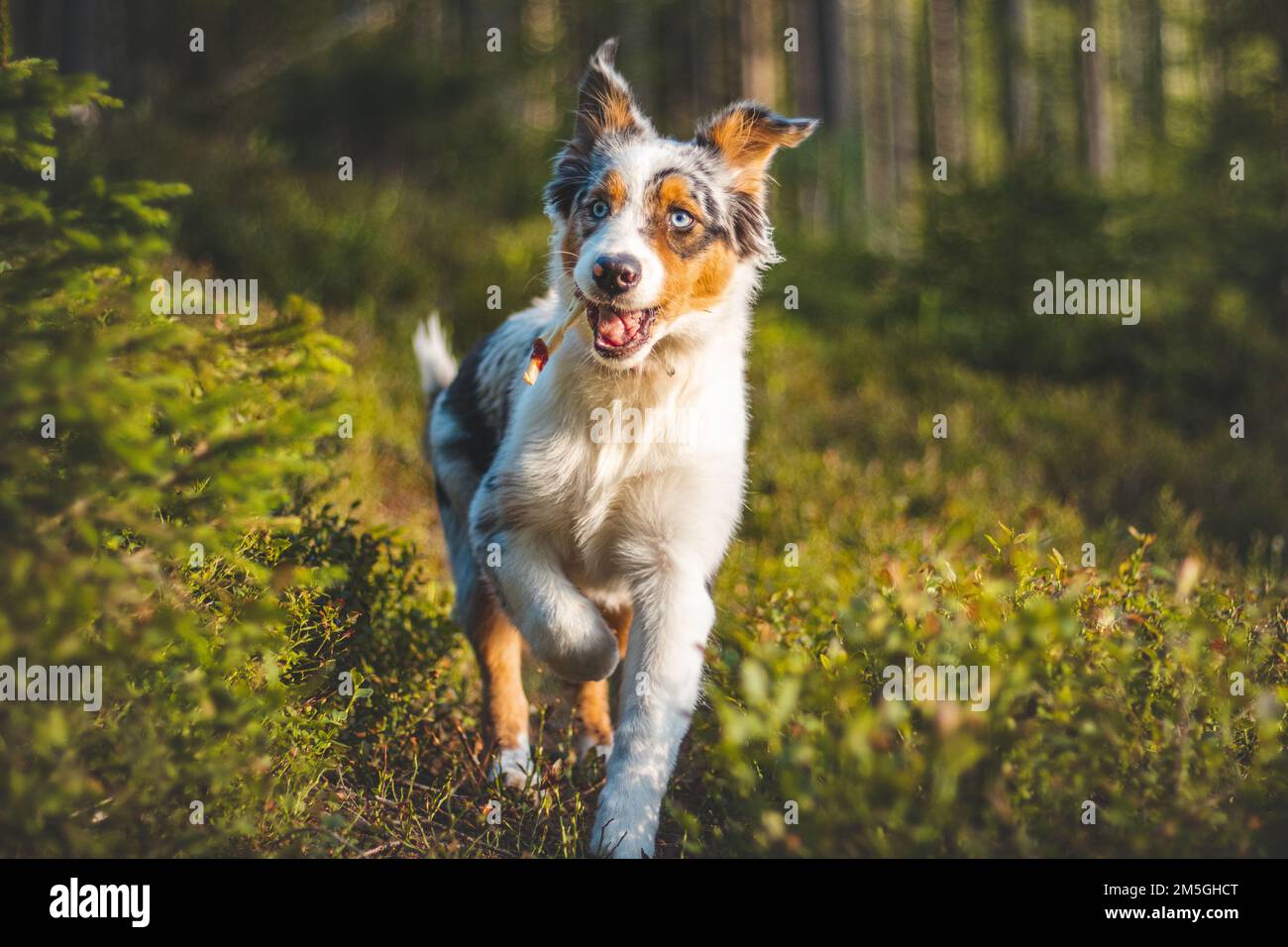 Ehrliches Porträt eines australischen Schäferhundes, der mit einem Knochen im Mund durch den Wald im Sonnenuntergang rennt. Vierbeiniges Bündel Stockfoto