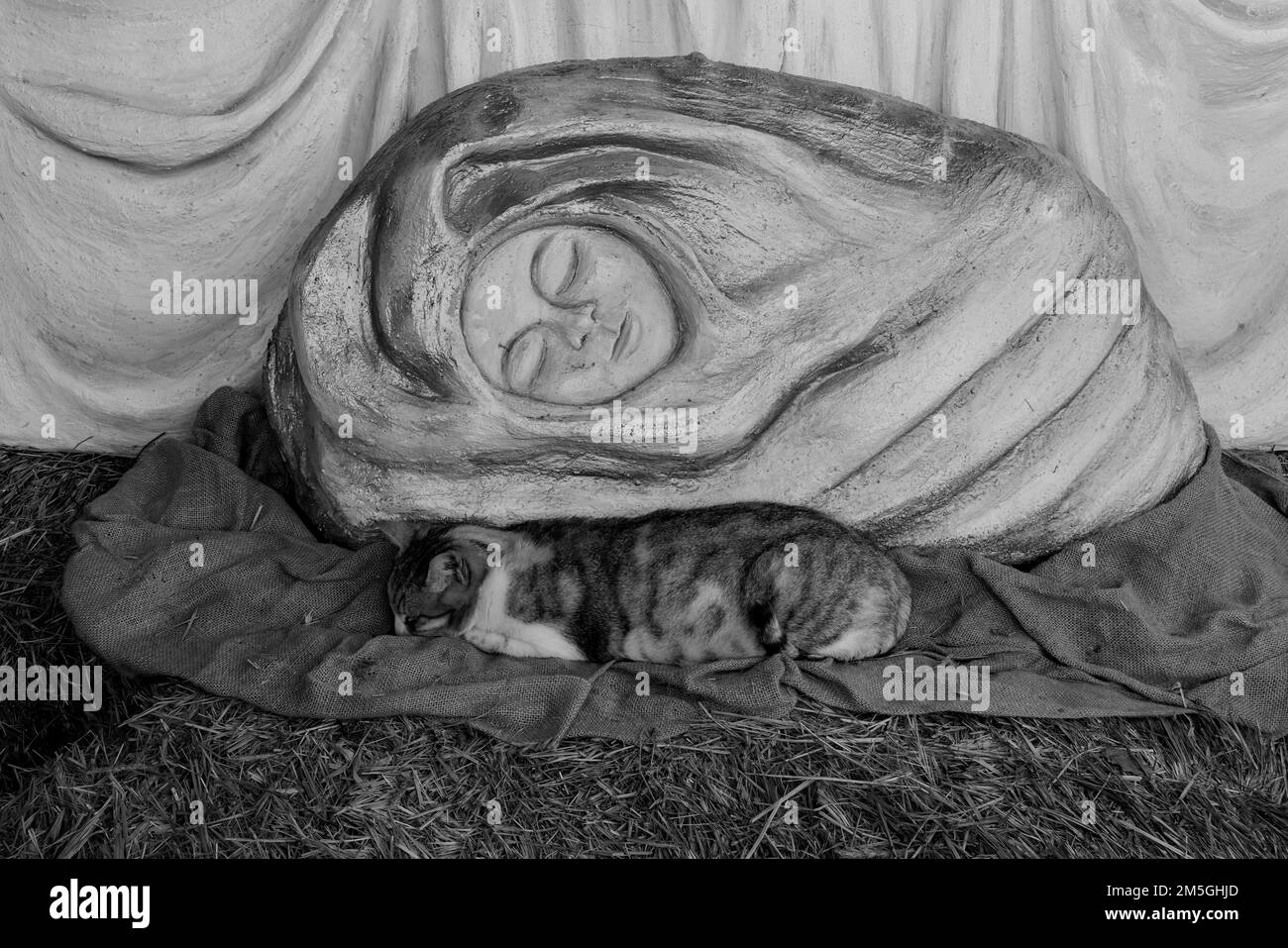 Penha Garcia, Portugal - 26. Dezember 2022: Schlafende Katze im Portal von Bethlehem. Stockfoto