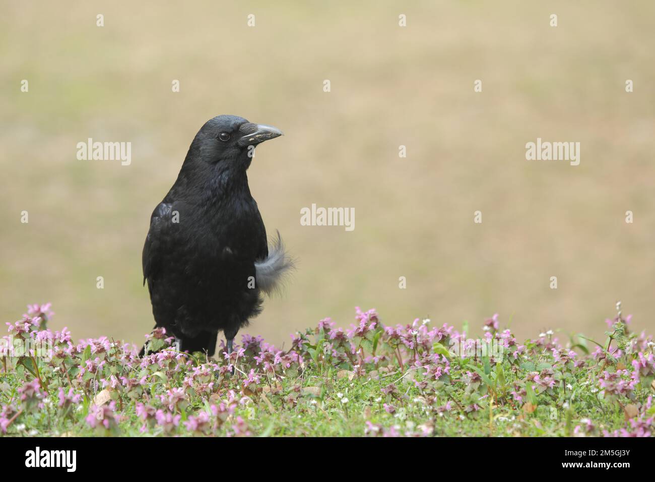 Aaskrähe (Corvus corone corone) mit Feder, Vogelfeder, Main, Frankfurt, Hessen, Deutschland Stockfoto