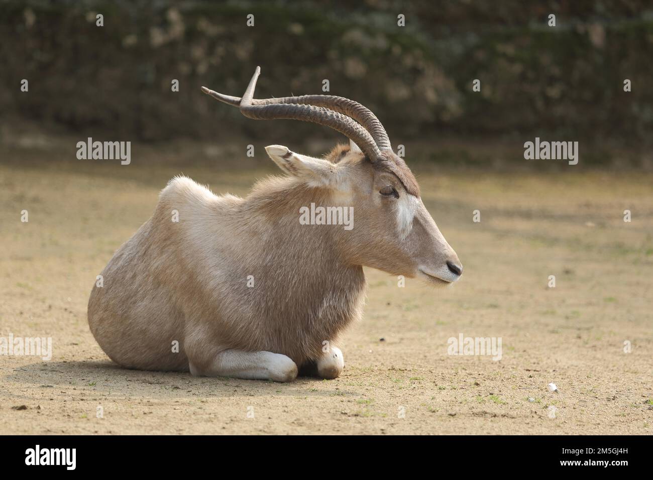 Addax (Addax nasomaculatus), liegend, Antilope, Hornantilope, Wiederkäuer, gefangen Stockfoto