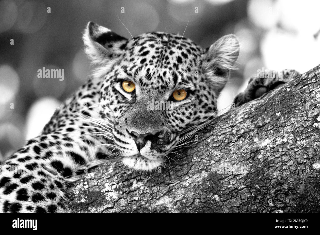 Verletzter Leopard (Panthera pardus) auf einem Baum, schaut direkt in die Kamera, schwarz und weiß, abgesehen von den goldenen Augen, Botswana Stockfoto