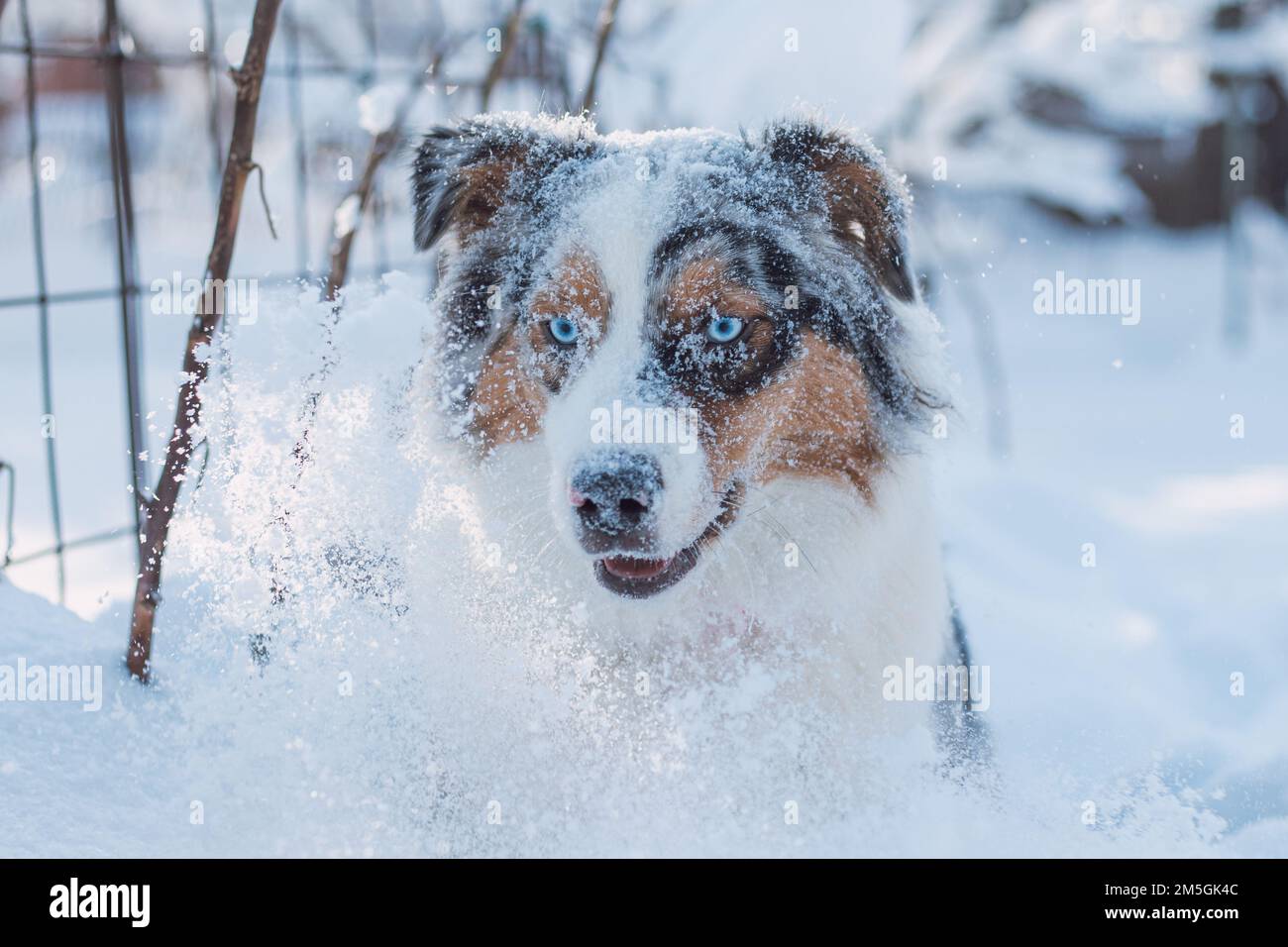 Farbenfrohe Schäferin in Australien genießt ihren ersten Winter. Hund rennt und spielt im Schnee bei Morgenlicht. Blue Merle springt und genießt das Fre Stockfoto