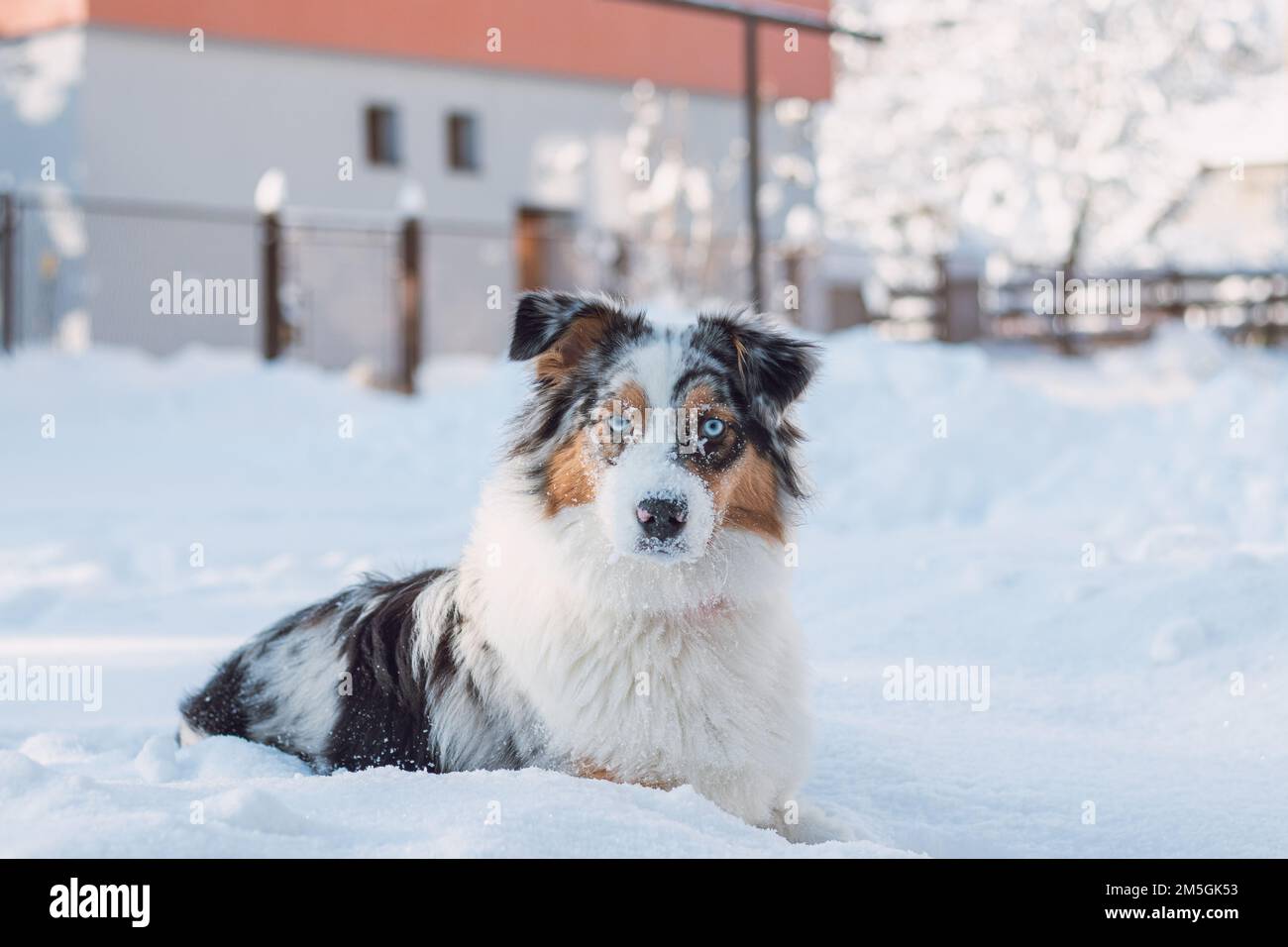 Die farbenfrohe Frau der australischen Schäferrassen genießt ihren ersten Winterspaß. Die böse Drachenfrau spielt im Schnee und sieht mit ihrem Nau zu Stockfoto