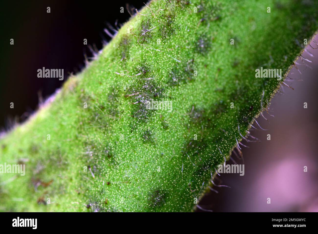 Tomatenstamm durch Spätblight befallen - Phytophthora infestans. Dunkelschwarze oder violette Flecken breiten sich bemerkenswert schnell von den Blättern zu den Stängeln aus. Stockfoto