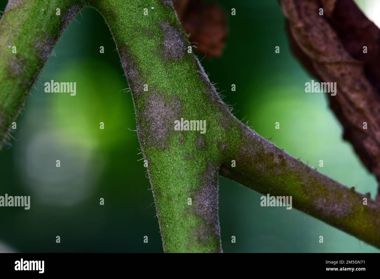 Tomatenstamm durch Spätblight befallen - Phytophthora infestans. Dunkelschwarze oder violette Flecken breiten sich bemerkenswert schnell von den Blättern zu den Stängeln aus. Stockfoto