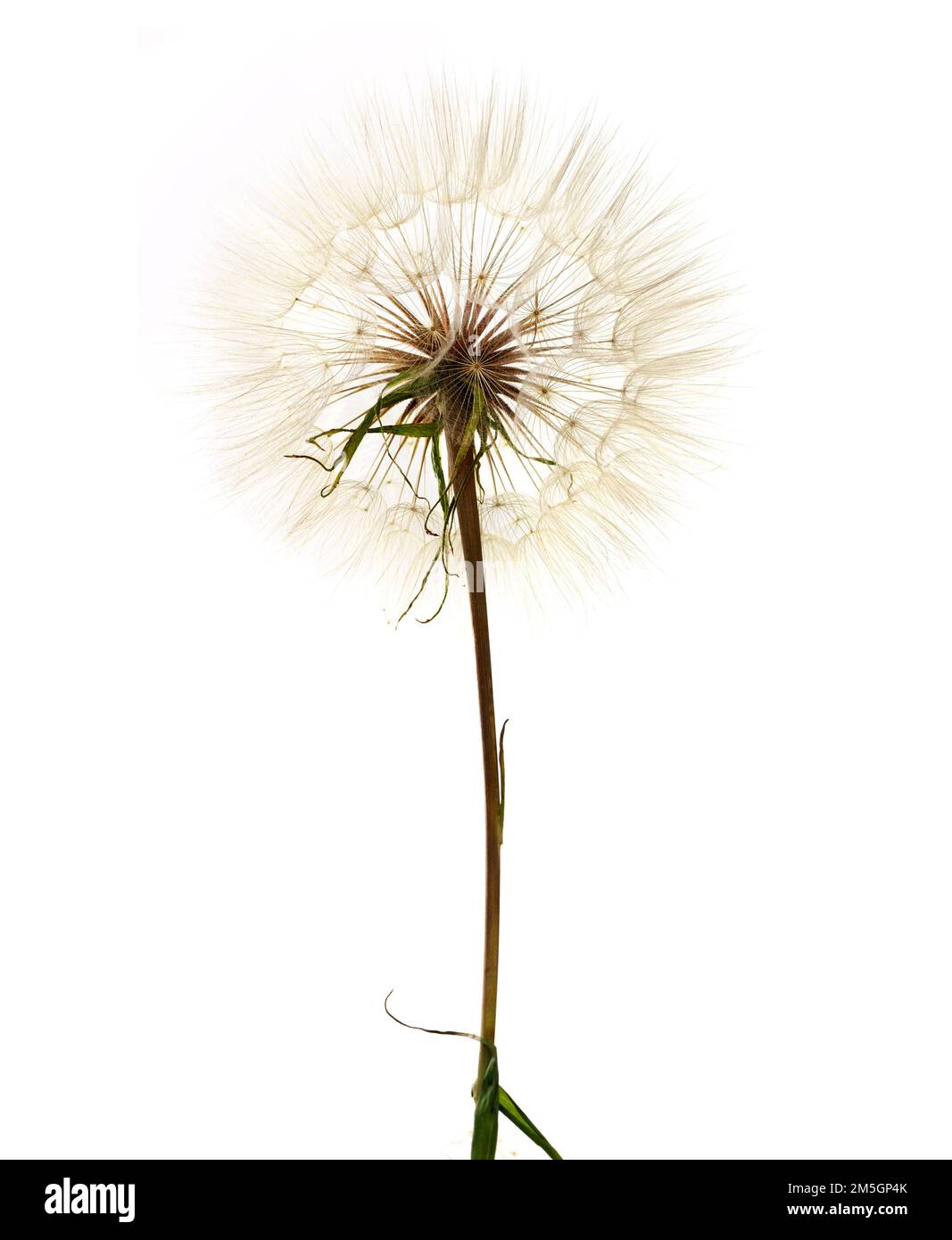 Löwenzahn, isoliert auf weiss Stockfoto