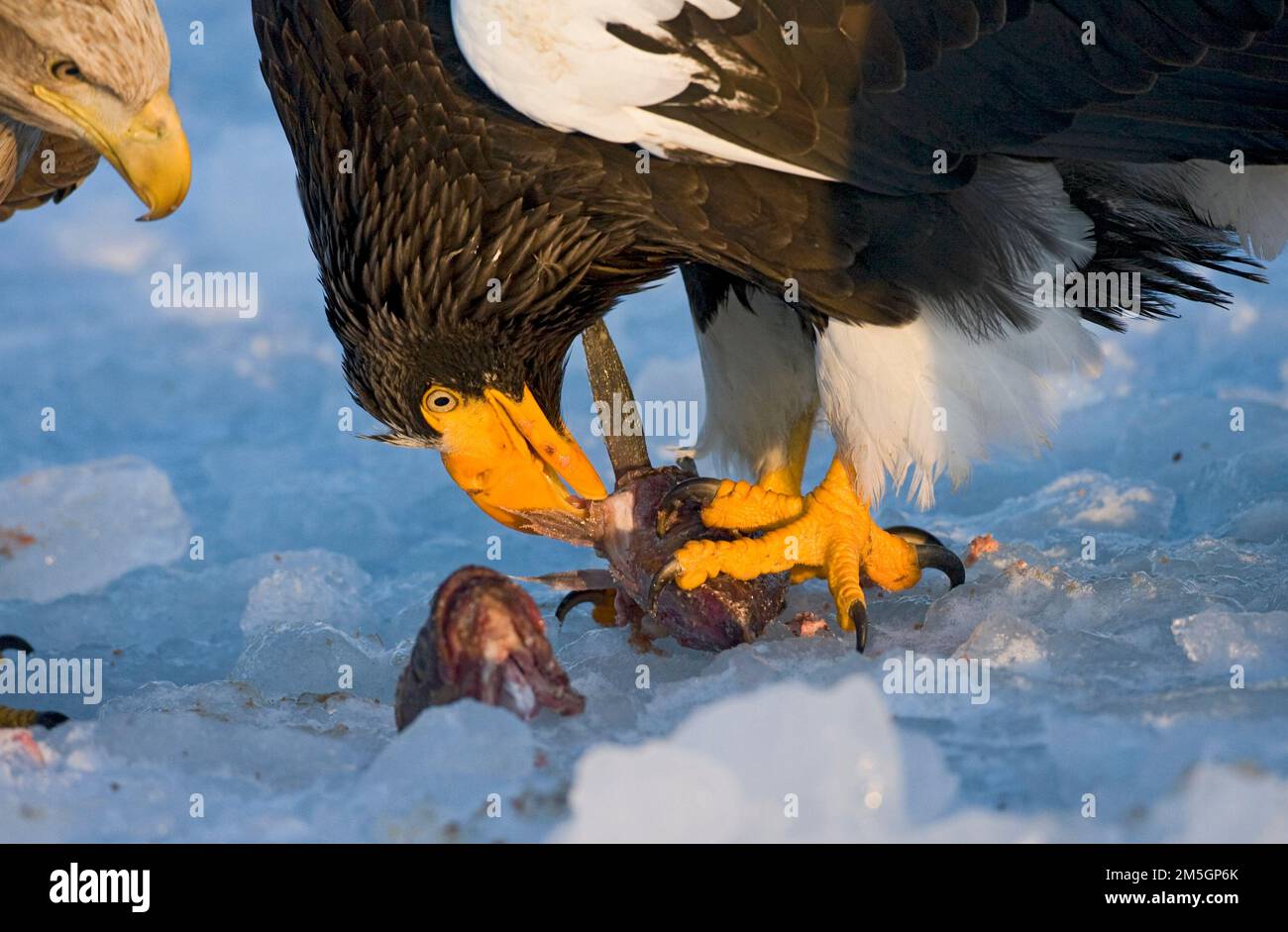 Steller - zeearend, Stellers Sea - Adler Stockfoto