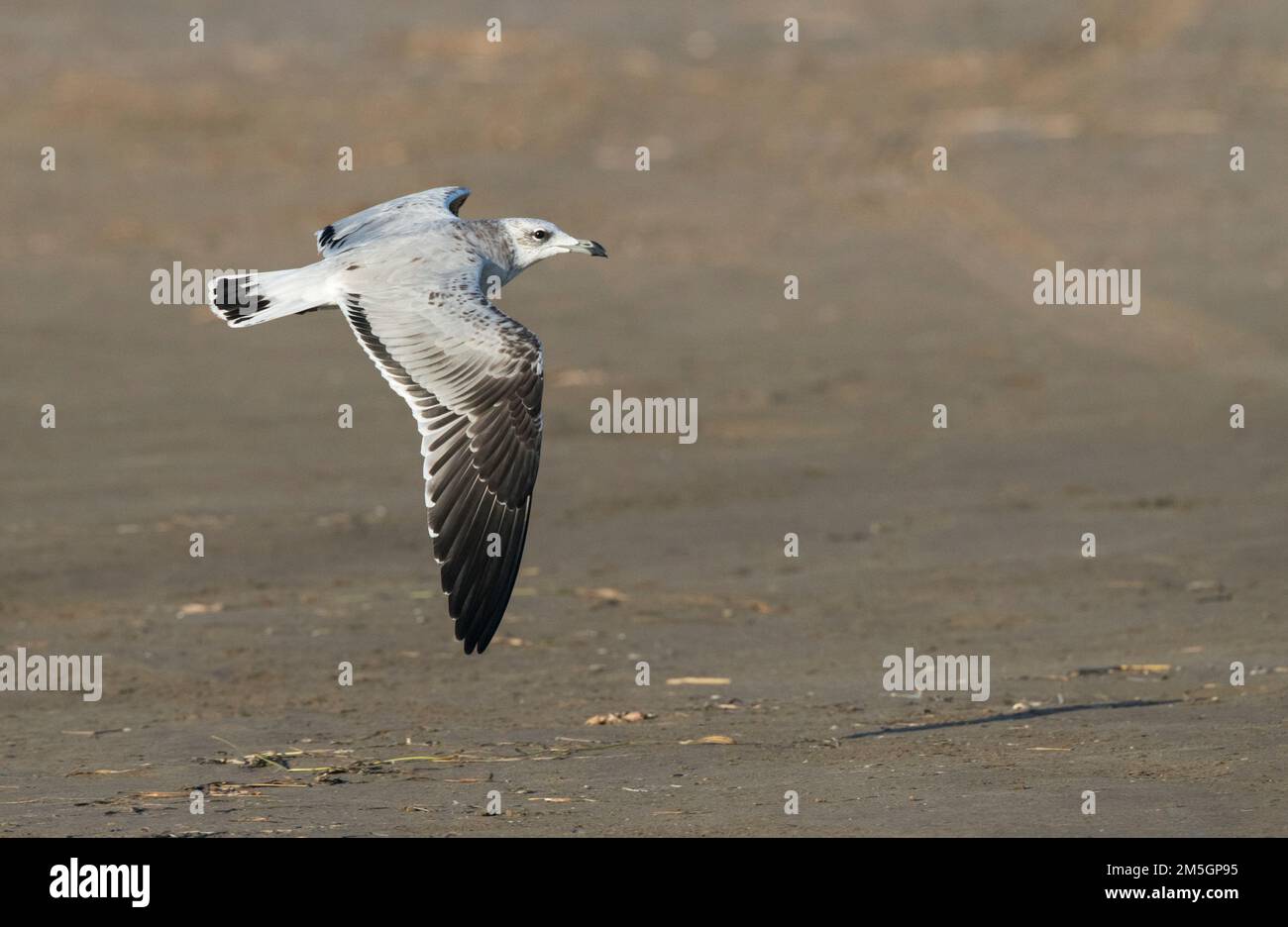 An zweiter Stelle - Winter Audouin's Möwe (Ichthyaetus audouinii) im Flug am Ebro Delta, Spanien. Seitenansicht, Anzeigen upperwing. Stockfoto