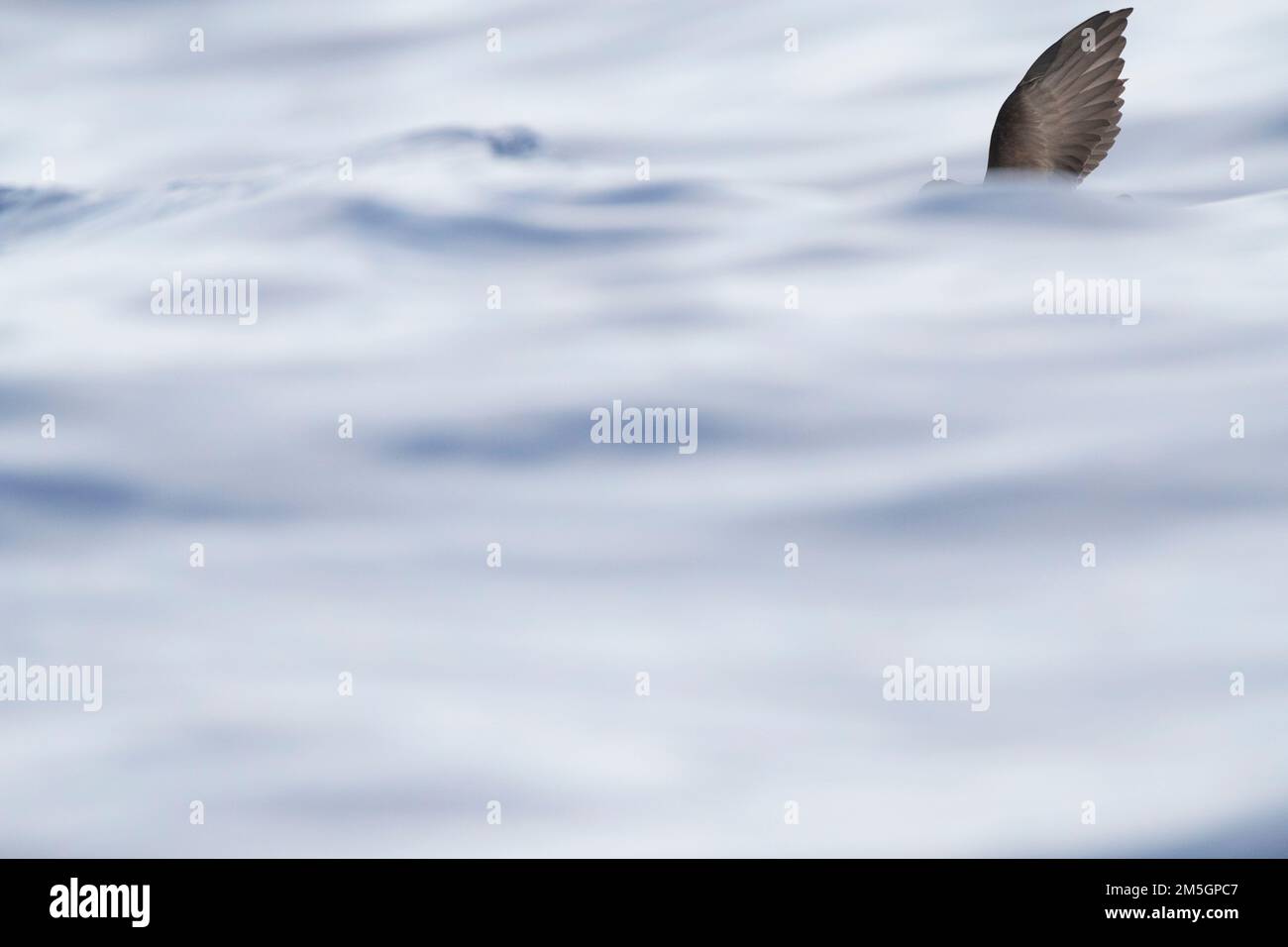 Wilson's Storm Petrel (Oceanites Oceanicus) von Madeira. Eine der häufigsten Vogelarten der Welt. Stockfoto