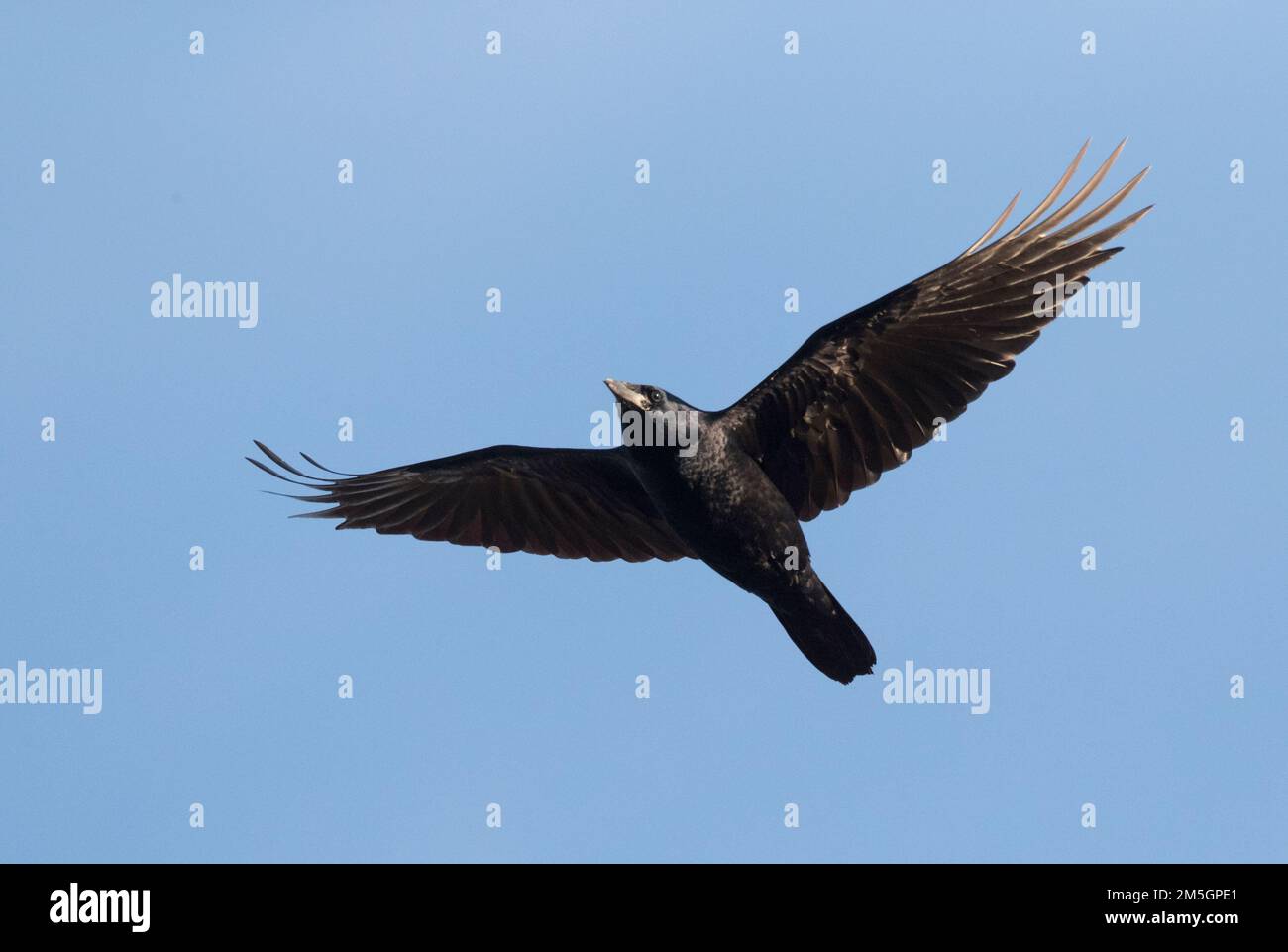 Im ersten Winter Saatkrähe (Corvus frugilegus) im Flug während der Migration, Anzeigen underwing. Stockfoto