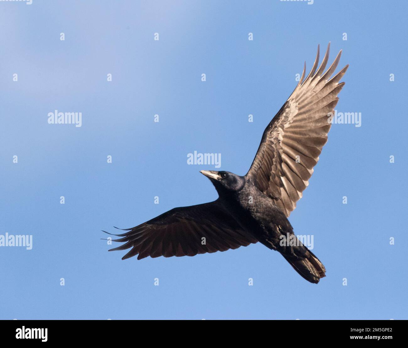 Im ersten Winter Saatkrähe (Corvus frugilegus) im Flug während der Migration, Anzeigen underwing. Stockfoto