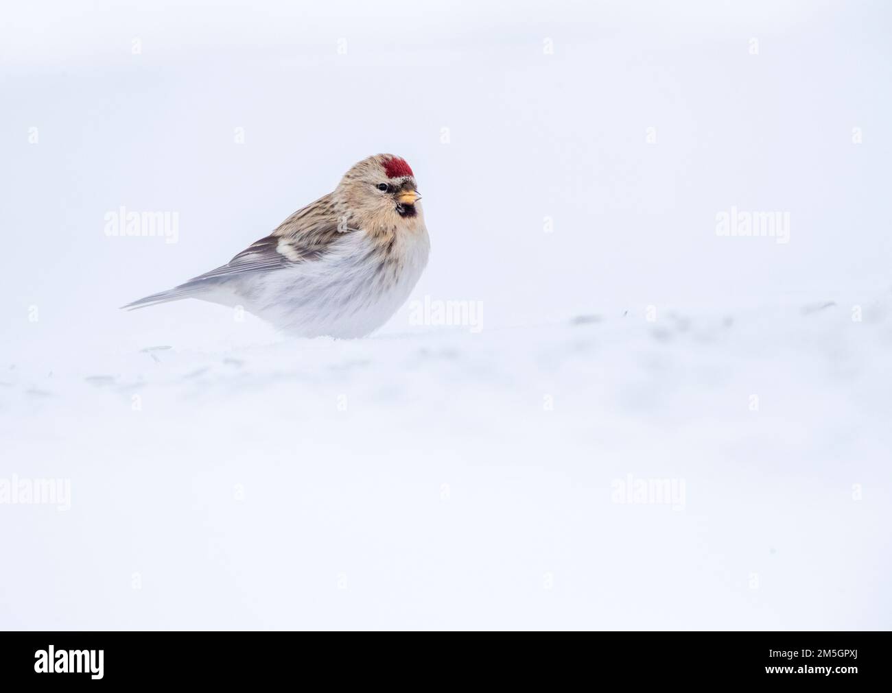 Arctic Redpoll (Acanthis hornemanni) – Überwinterung im arktischen Norwegen. Stockfoto
