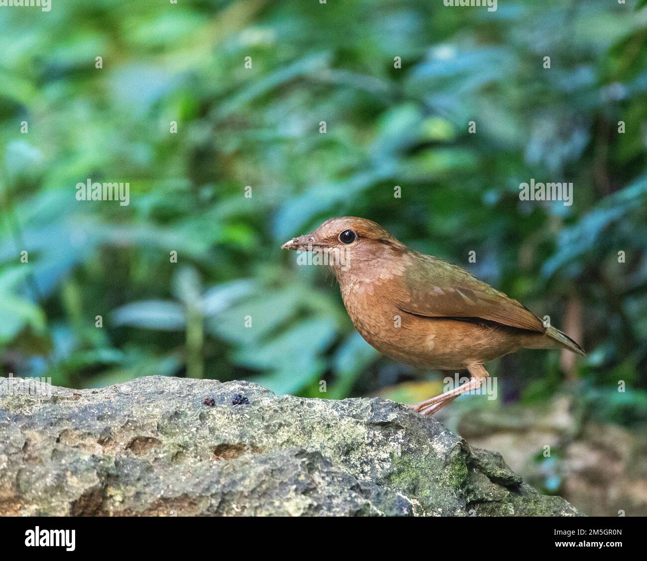Der Blaurumped Pitta (Hydrornis-Soror) in Südchina. Stockfoto