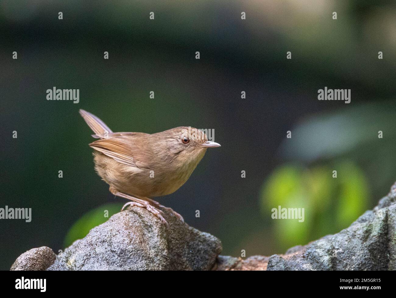 Buff-Breasted Babbler (Pellorneum tickelli) im subtropischen Wald Südostchina. Stockfoto