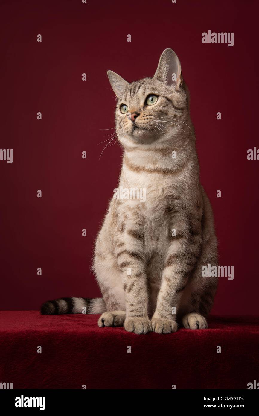 schneebengal-reinrassige Katze auf einem burgunderroten Hintergrund Stockfoto
