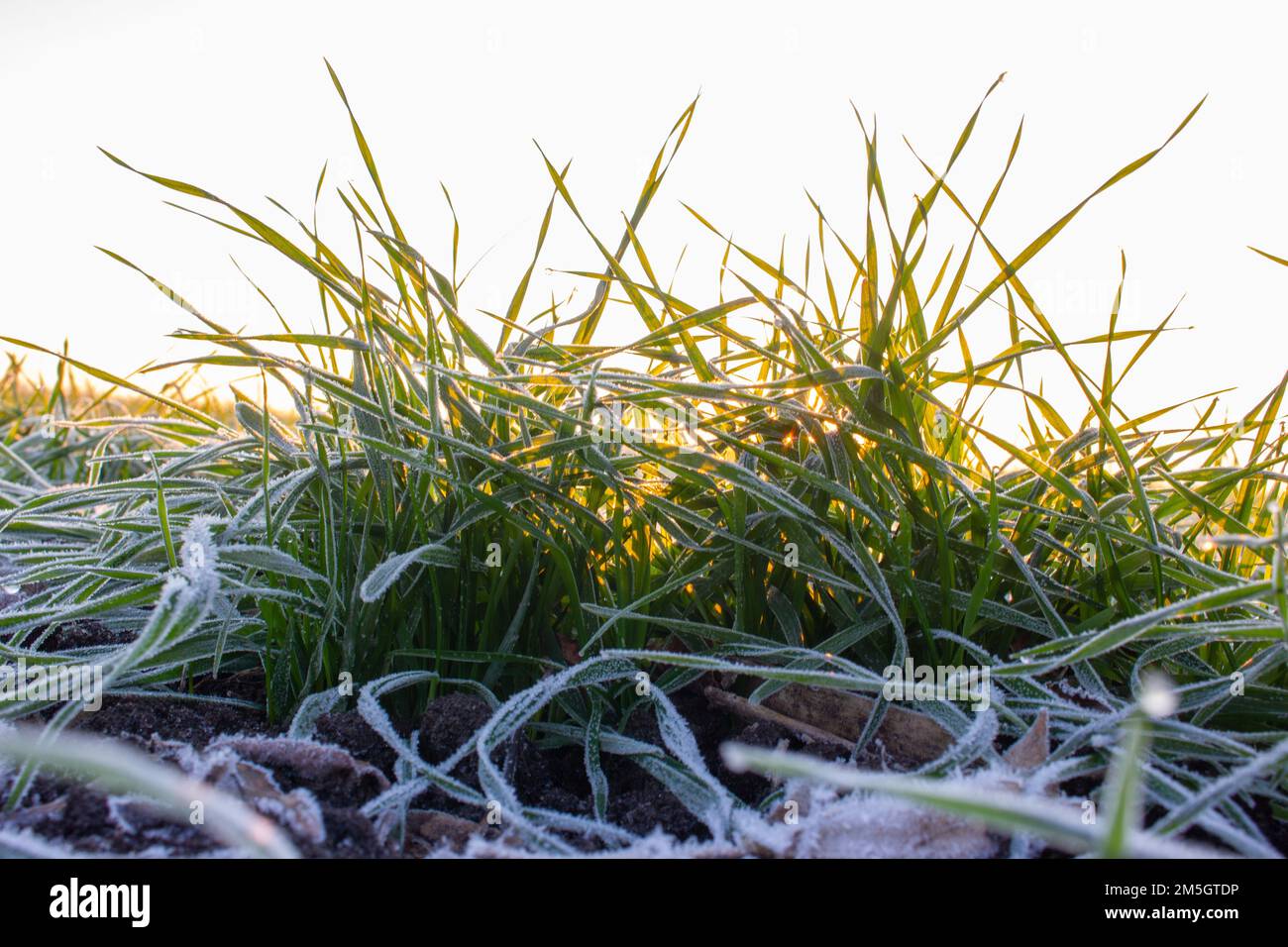 Winterweizen ist mit frostigen Raureif früh in der bedeckt Morgen Stockfoto