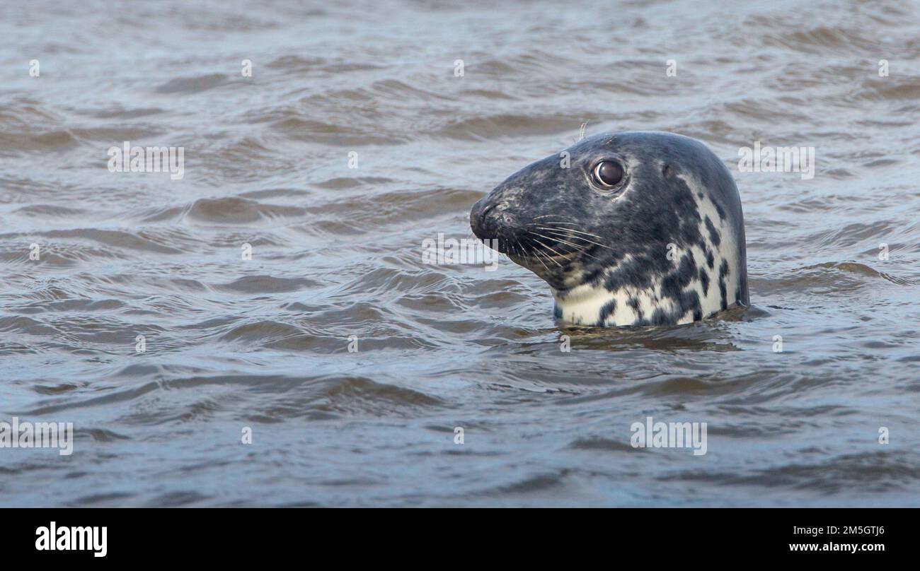 Nahaufnahme einer atlantischen grauen Robbe mit dem Kopf über dem Wasser Stockfoto