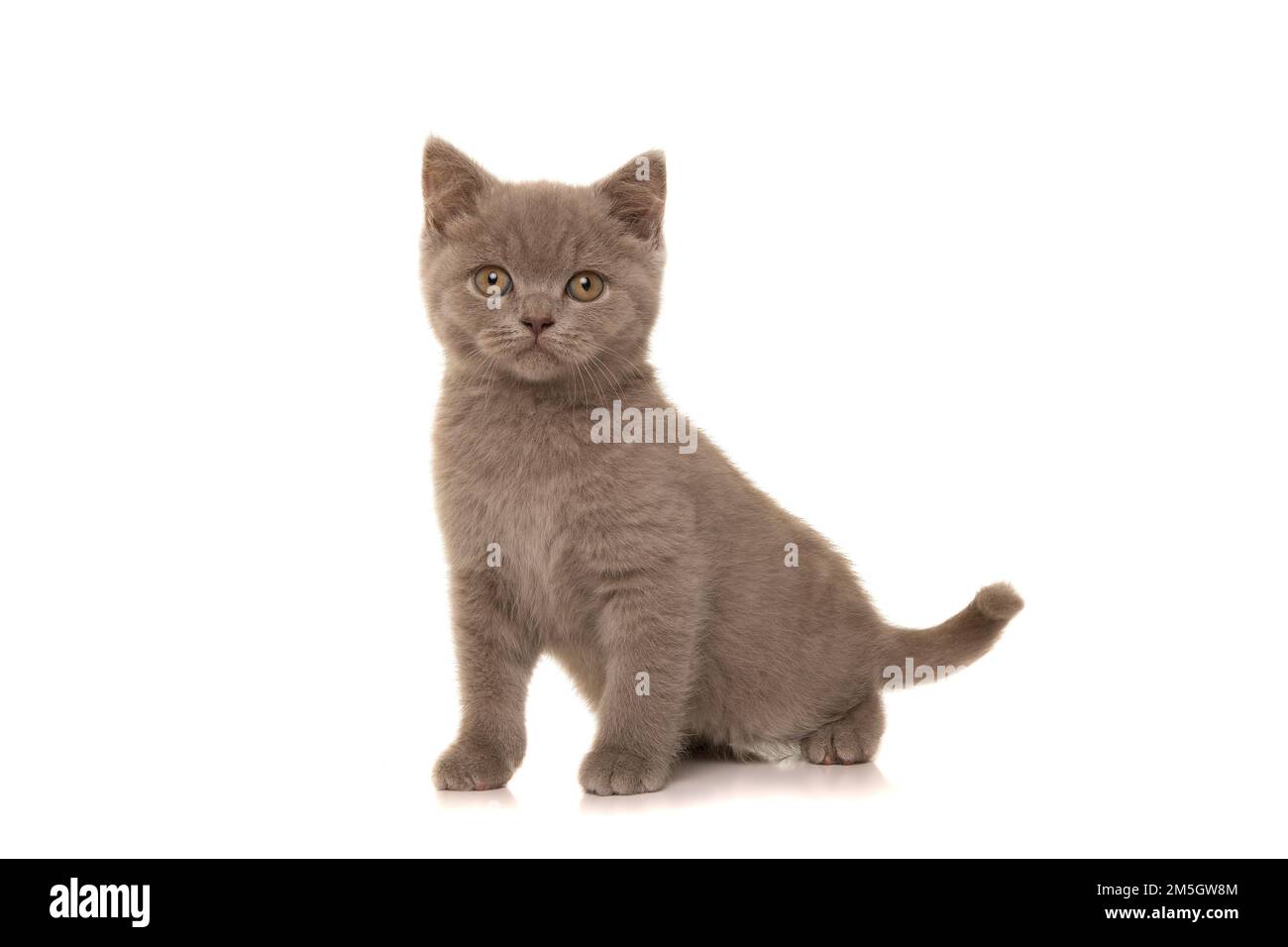 Ein hübsches englisches Kätzchen, das auf die Kamera schaut, isoliert auf weißem Hintergrund Stockfoto