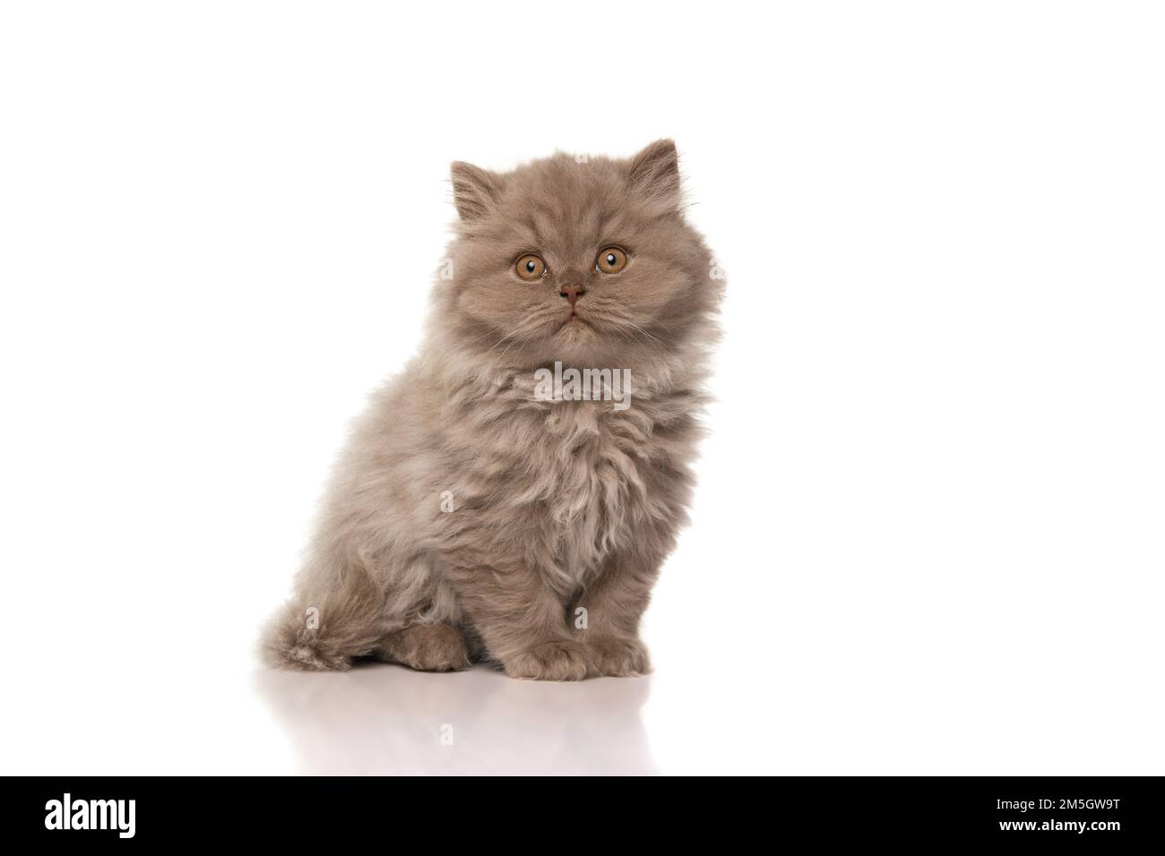 Ein ziemlich britisches, langhaariges Kätzchen, das isoliert auf weißem Hintergrund in die Kamera schaut Stockfoto