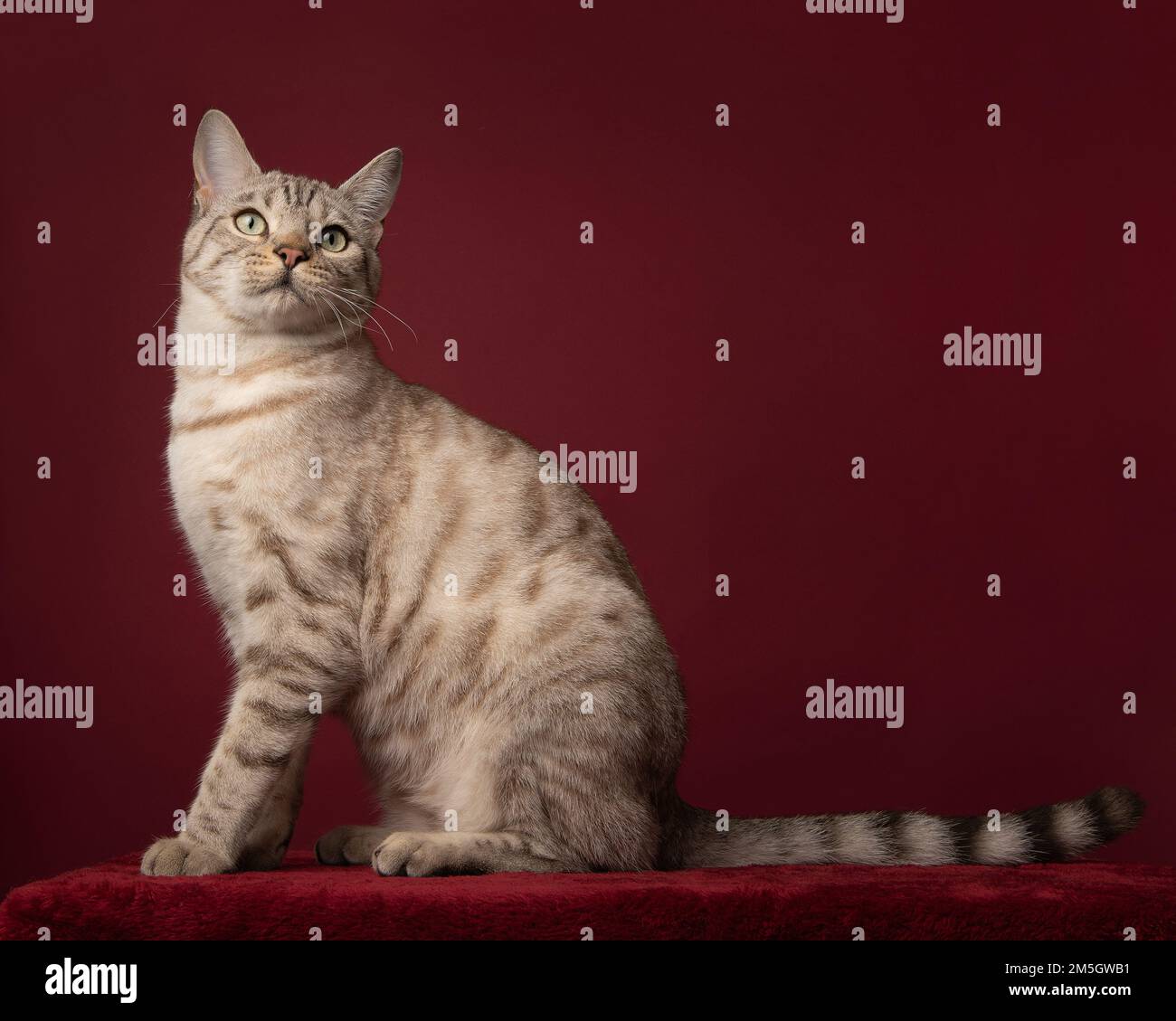 schneebengal-reinrassige Katze auf einem tiefroten Hintergrund, die von der Seite wegblickt Stockfoto