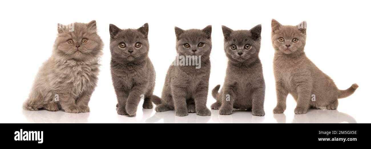 Fünf hübsche britische Kurzhaar-Kätzchen, die isoliert auf weißem Hintergrund auf die Kamera schauen Stockfoto