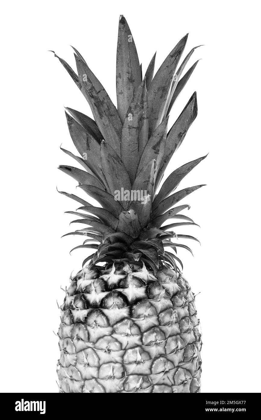 Oberer Teil einer Ananas in Schwarz und Weiß auf weißem Hintergrund Stockfoto