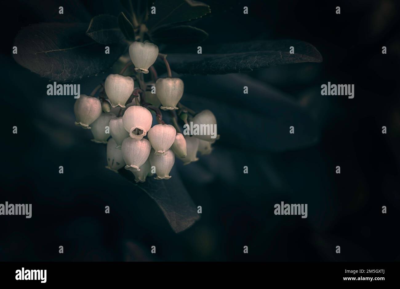 Erdbeerbaum (Arbutus unedo) blüht und Blätter. Dunkle Stimmung. Mittelmeerraum und westeuropäische Natur. Selektiver Fokus Stockfoto